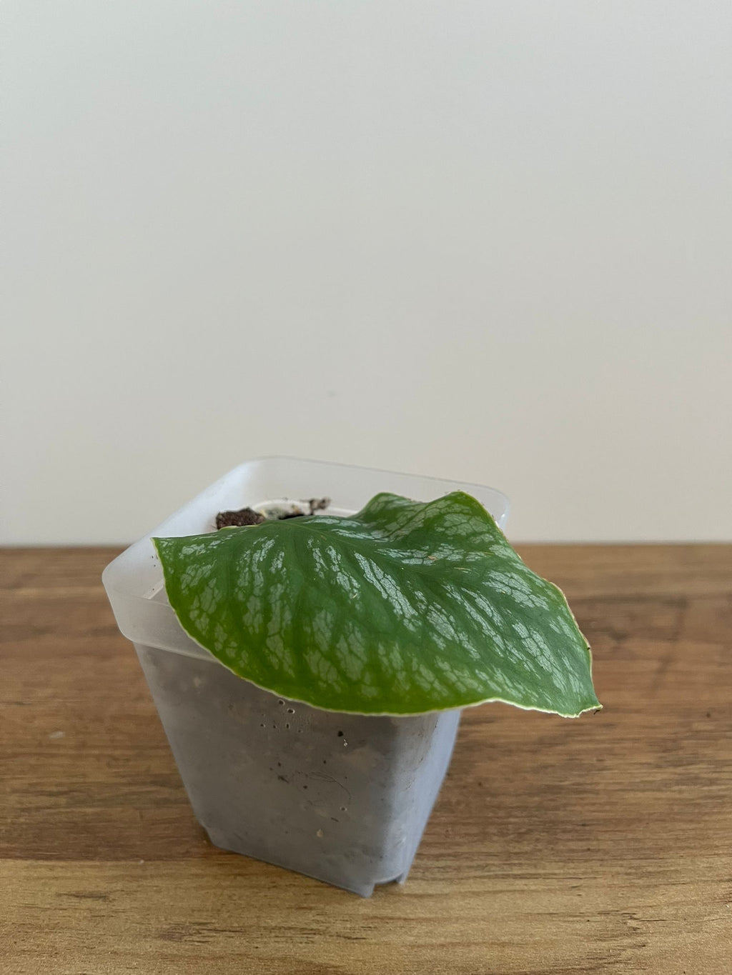 Monstera Dubia #1