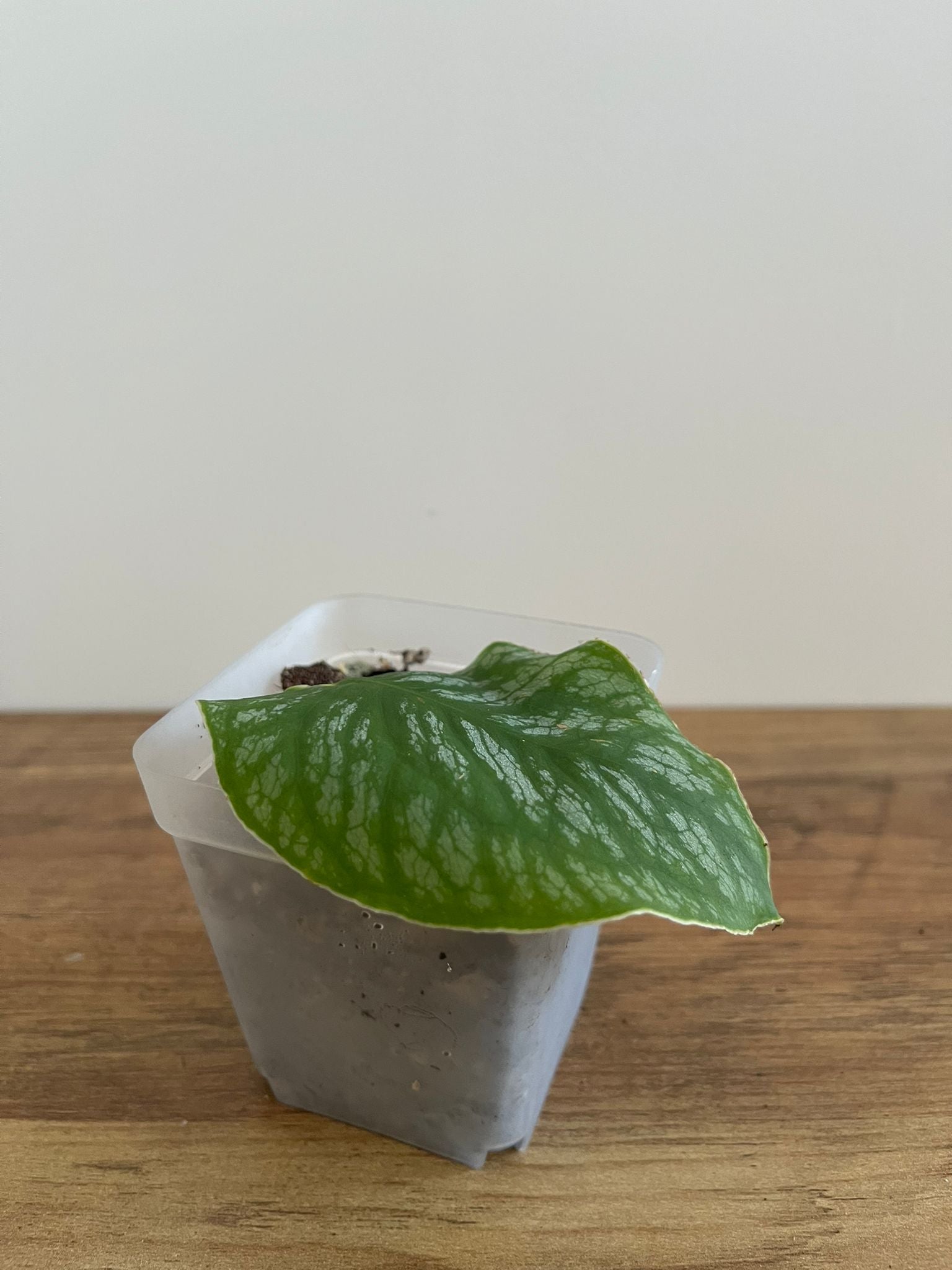 Monstera Dubia #1