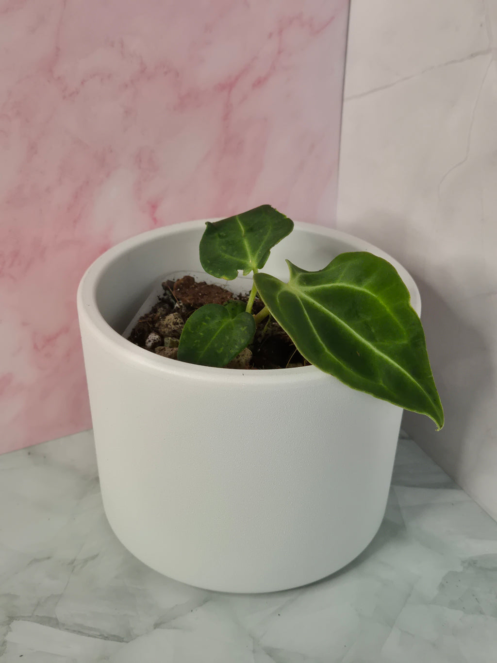Anthurium Regale #15