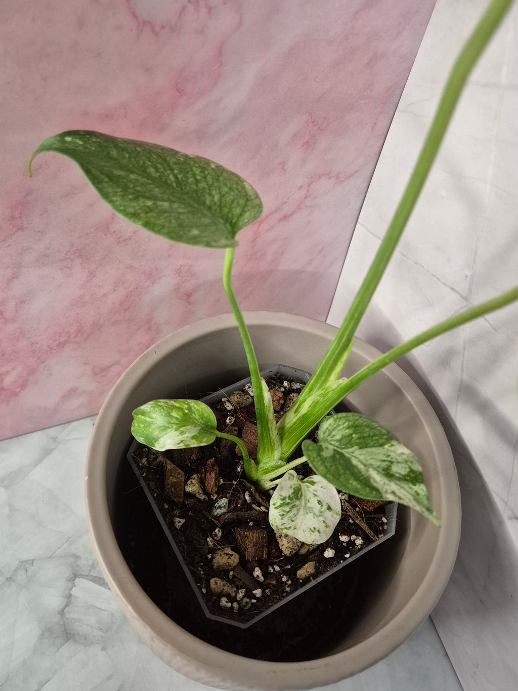 Monstera Mint #4