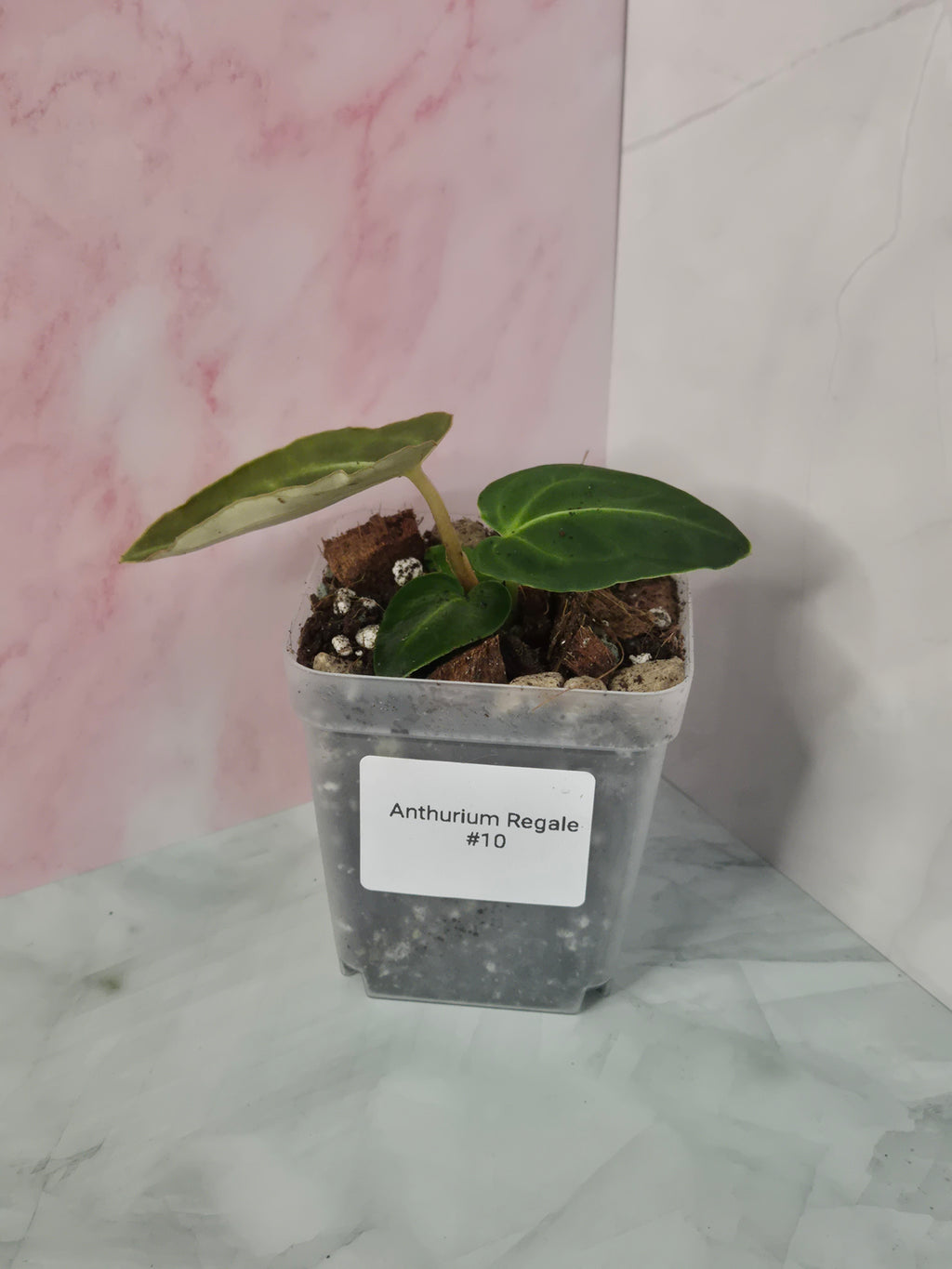 Anthurium Regale #10