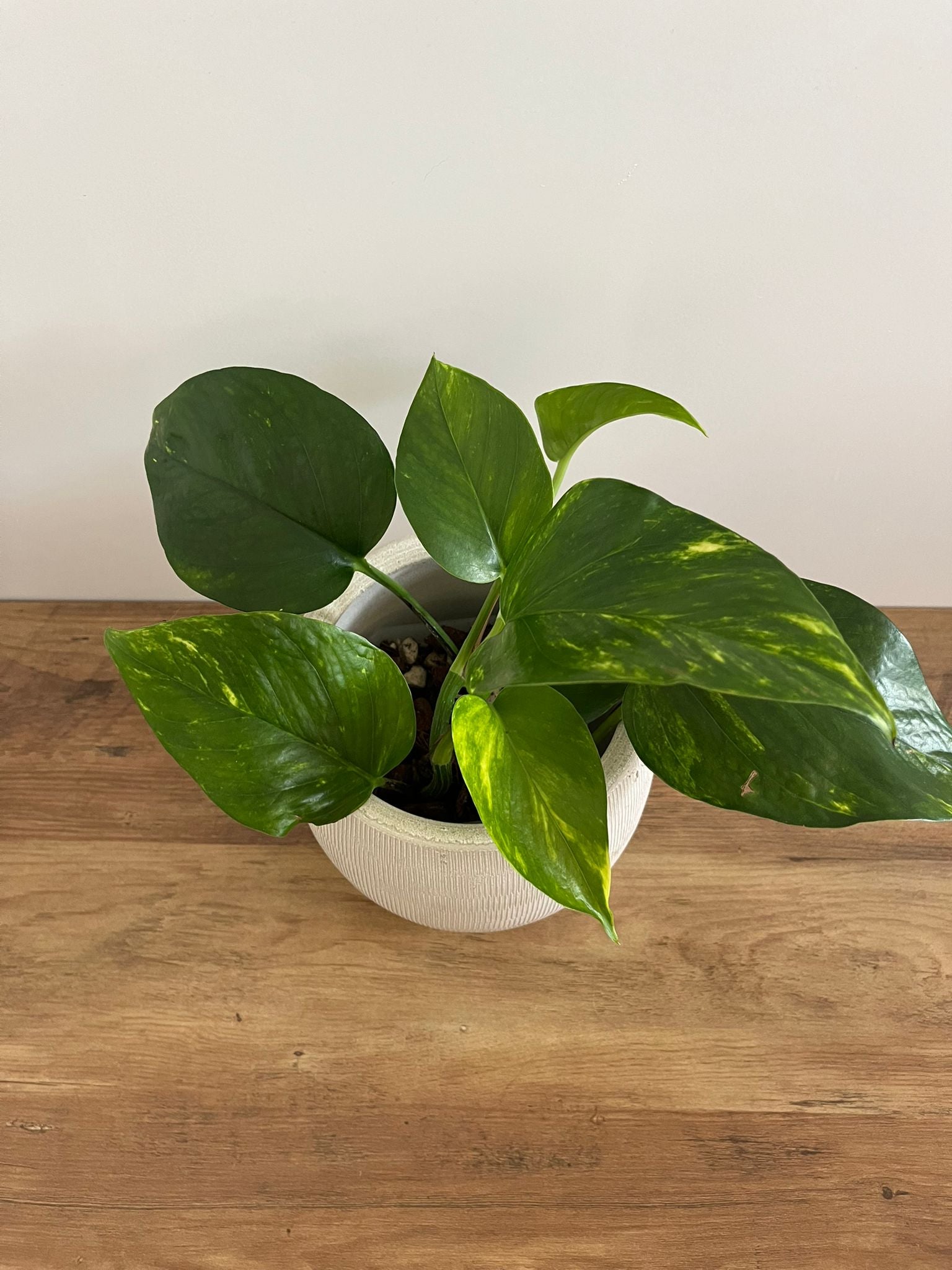 Epipremnum aureum #1