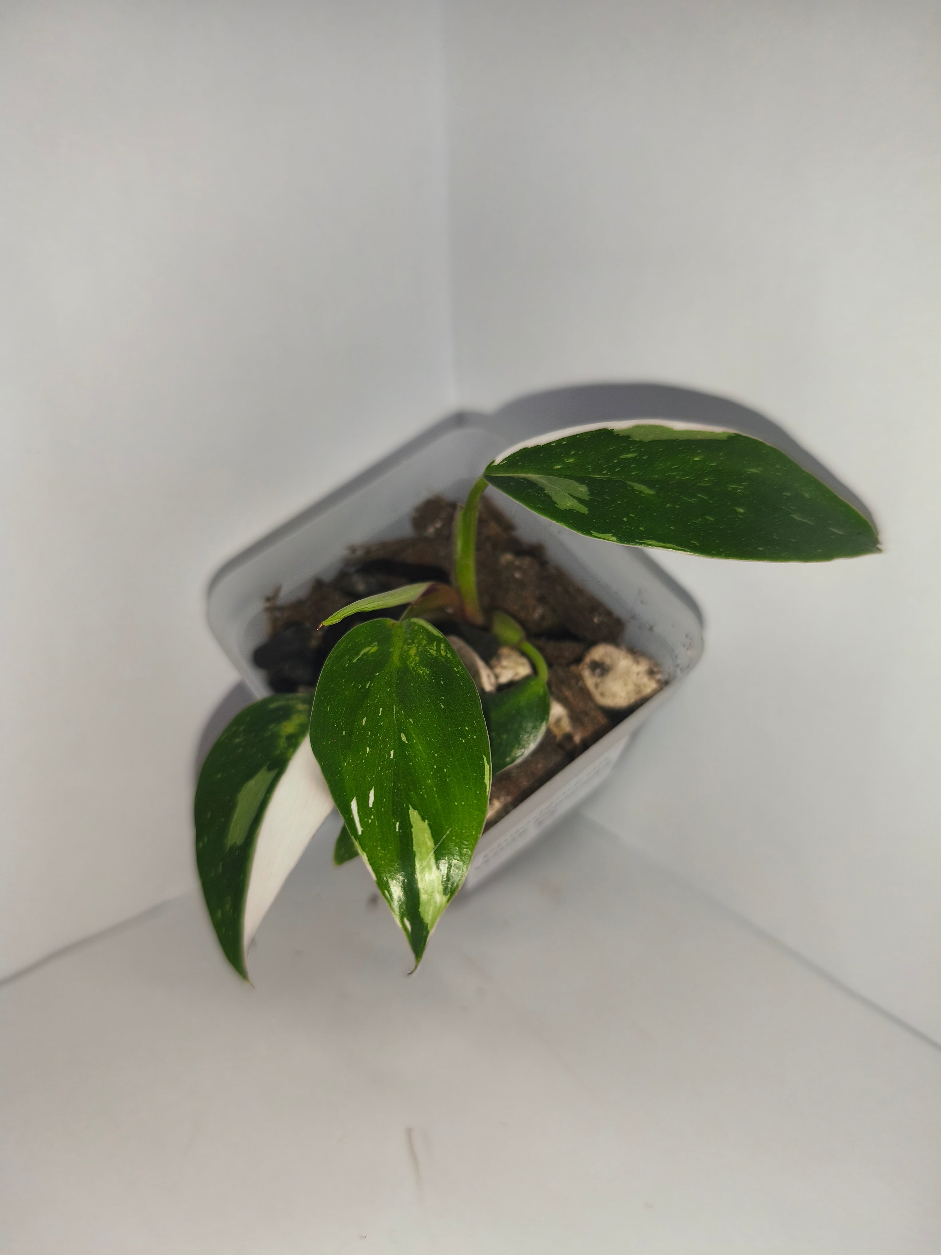 Philodendron White Princess #3