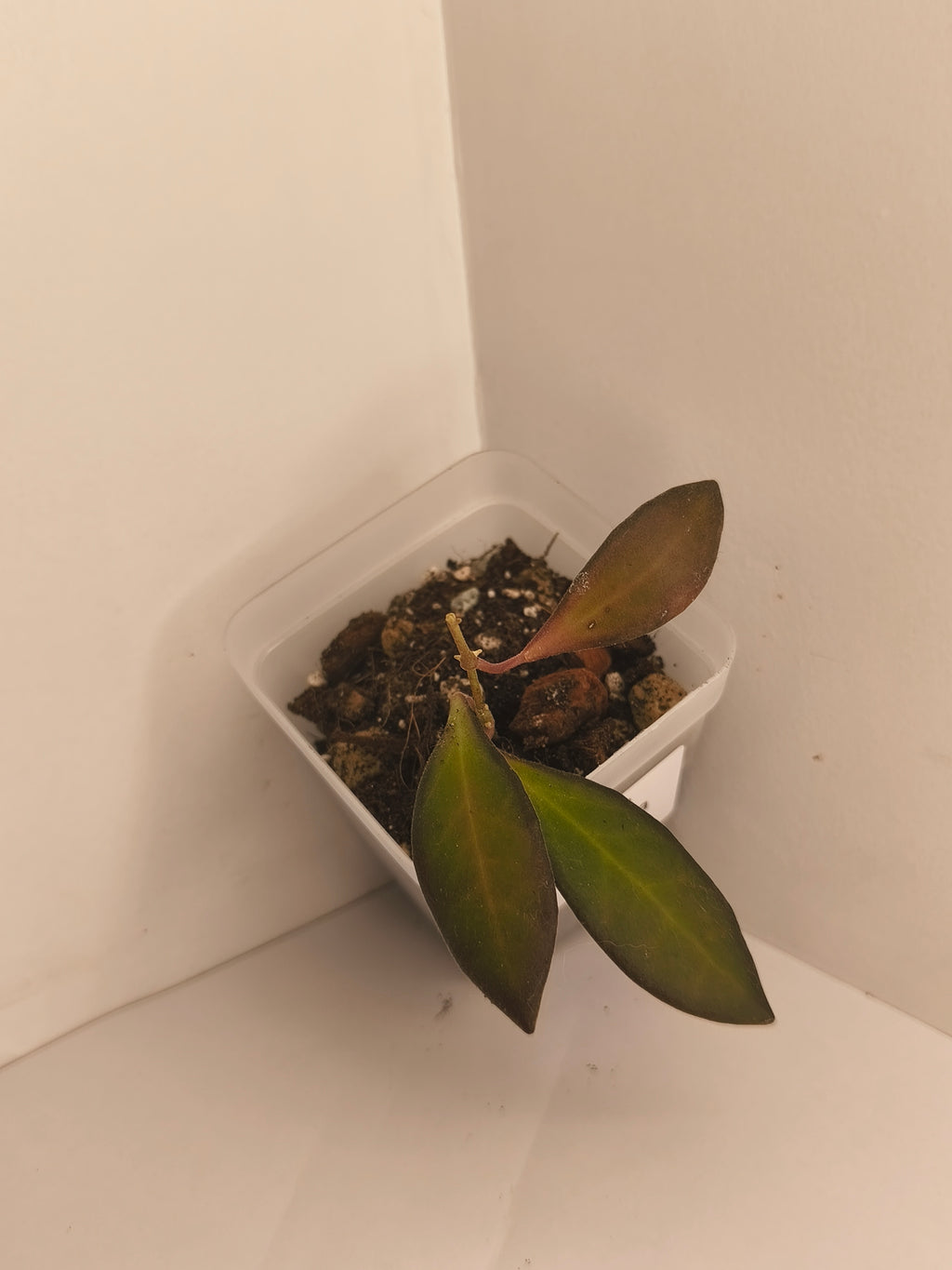 Hoya Bilobata #5