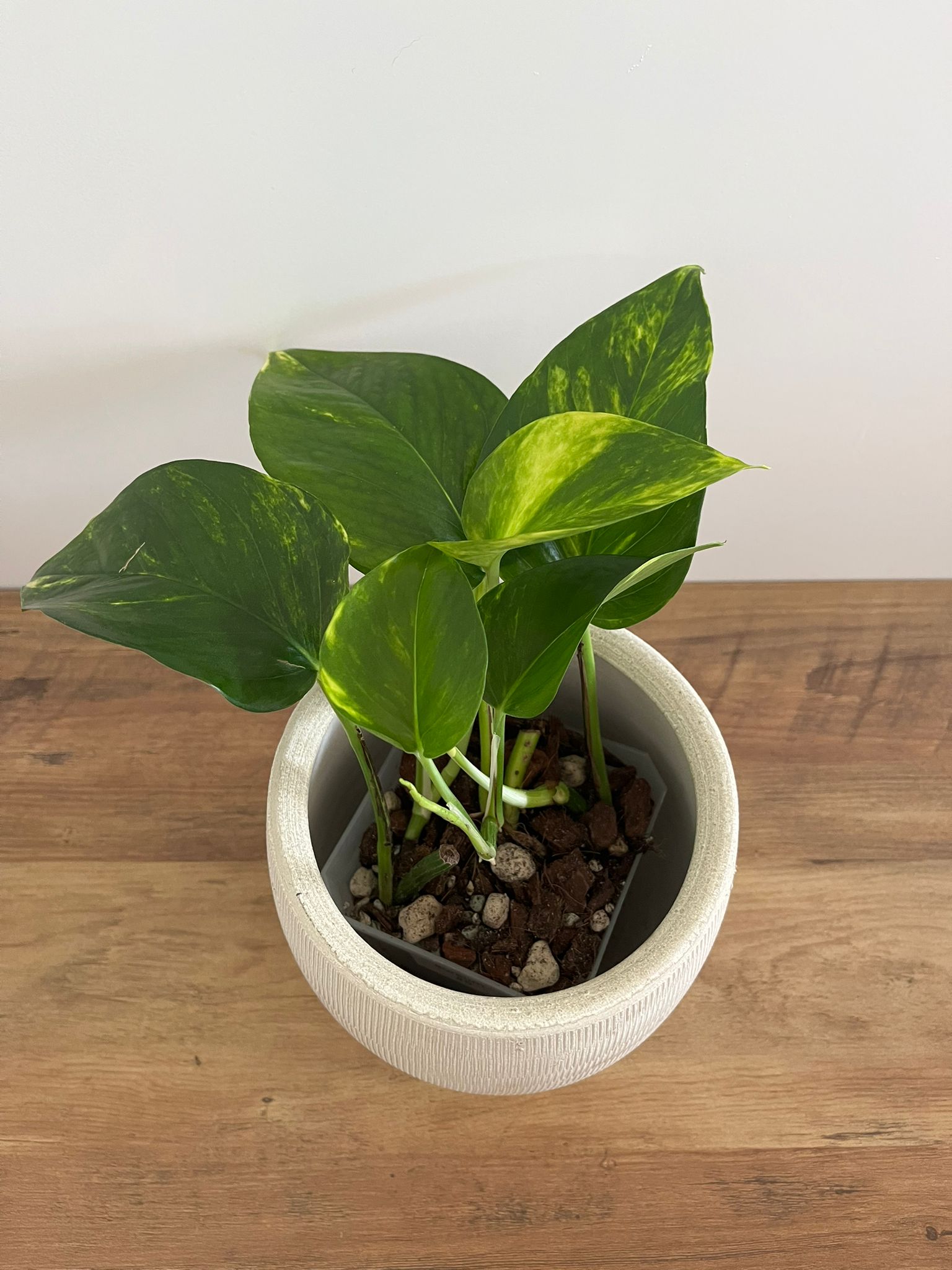 Epipremnum aureum #5