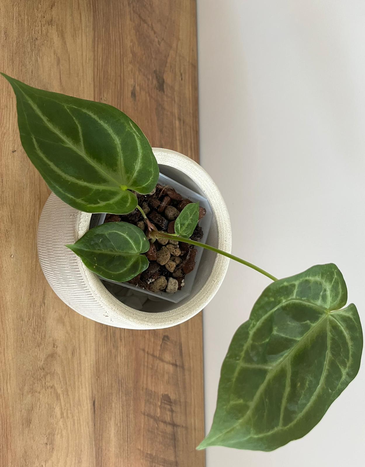 Anthurium Crystallinum #2