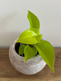 Epipremnum aureum Neon #2