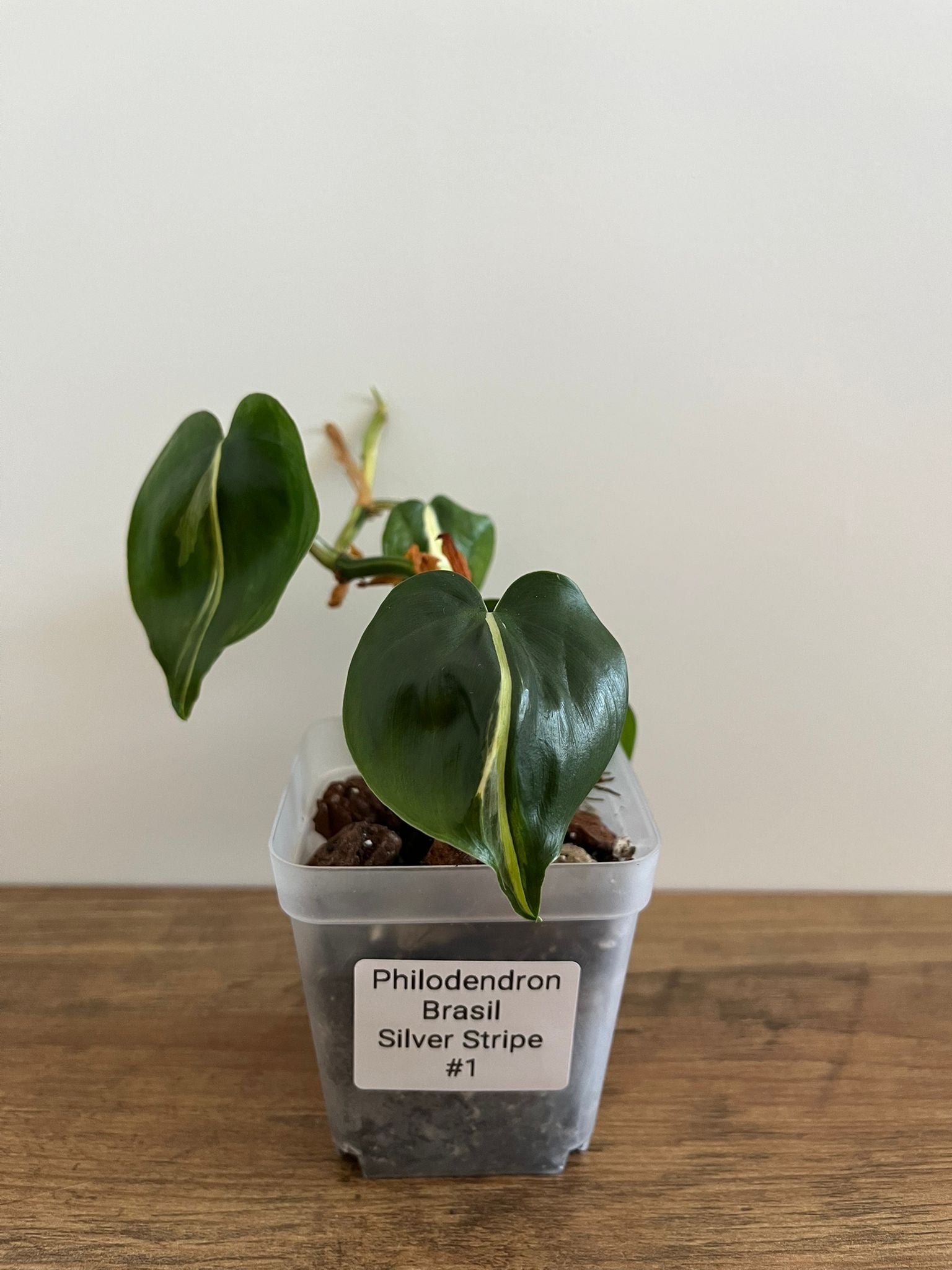 Philodendron Brasil Silver Stripe #1
