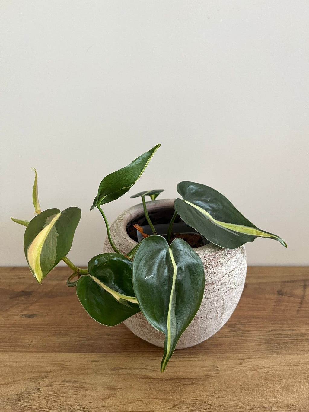 Philodendron Brasil Silver Stripe #2