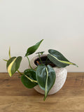Philodendron Brasil Silver Stripe #2
