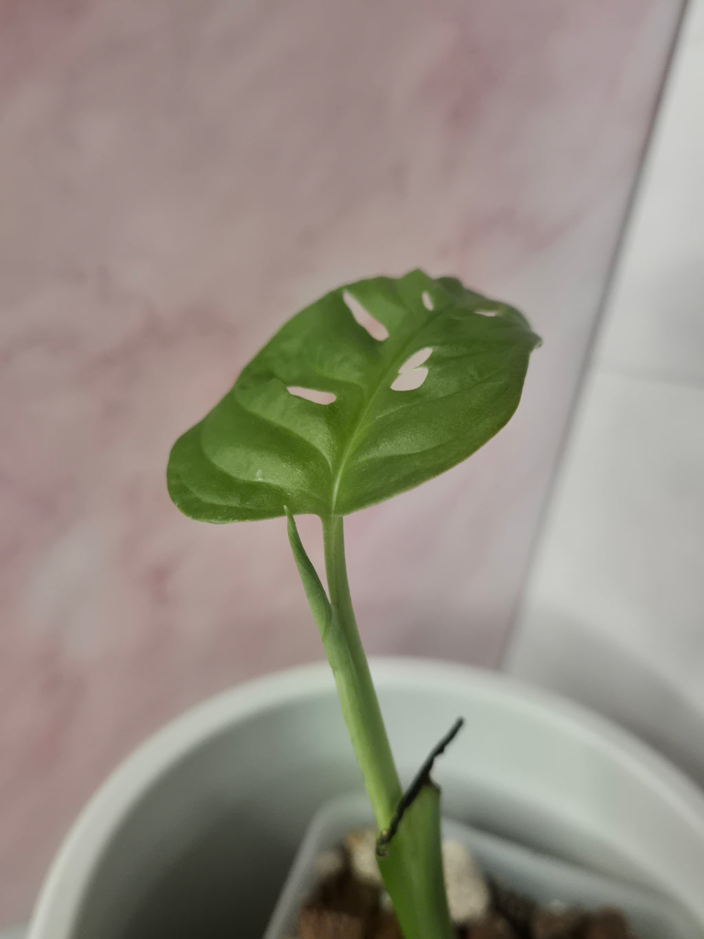 Monstera Adansonii variegated #1