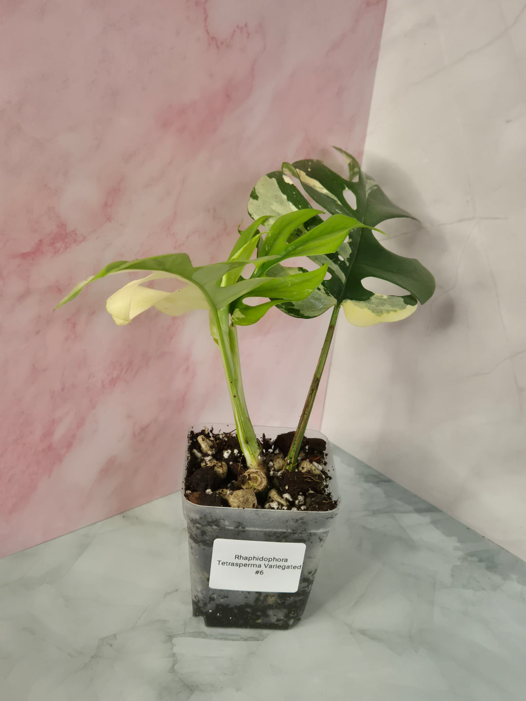 Monstera Minima Variegated #6 (Rhaphidophora Tetrasperma Variegated)