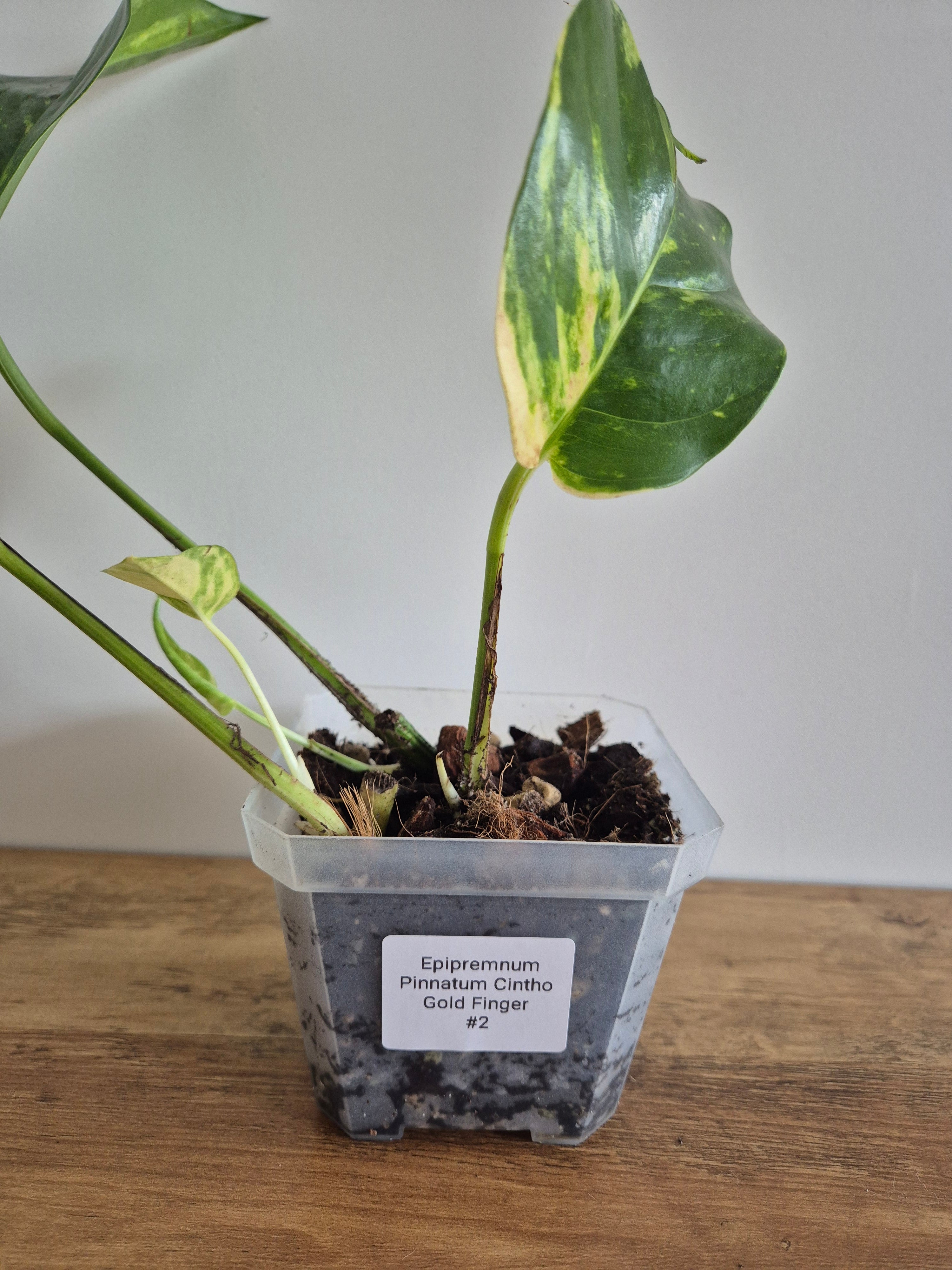 Epipremnum Pinnatum Cintho Goldfinger #2