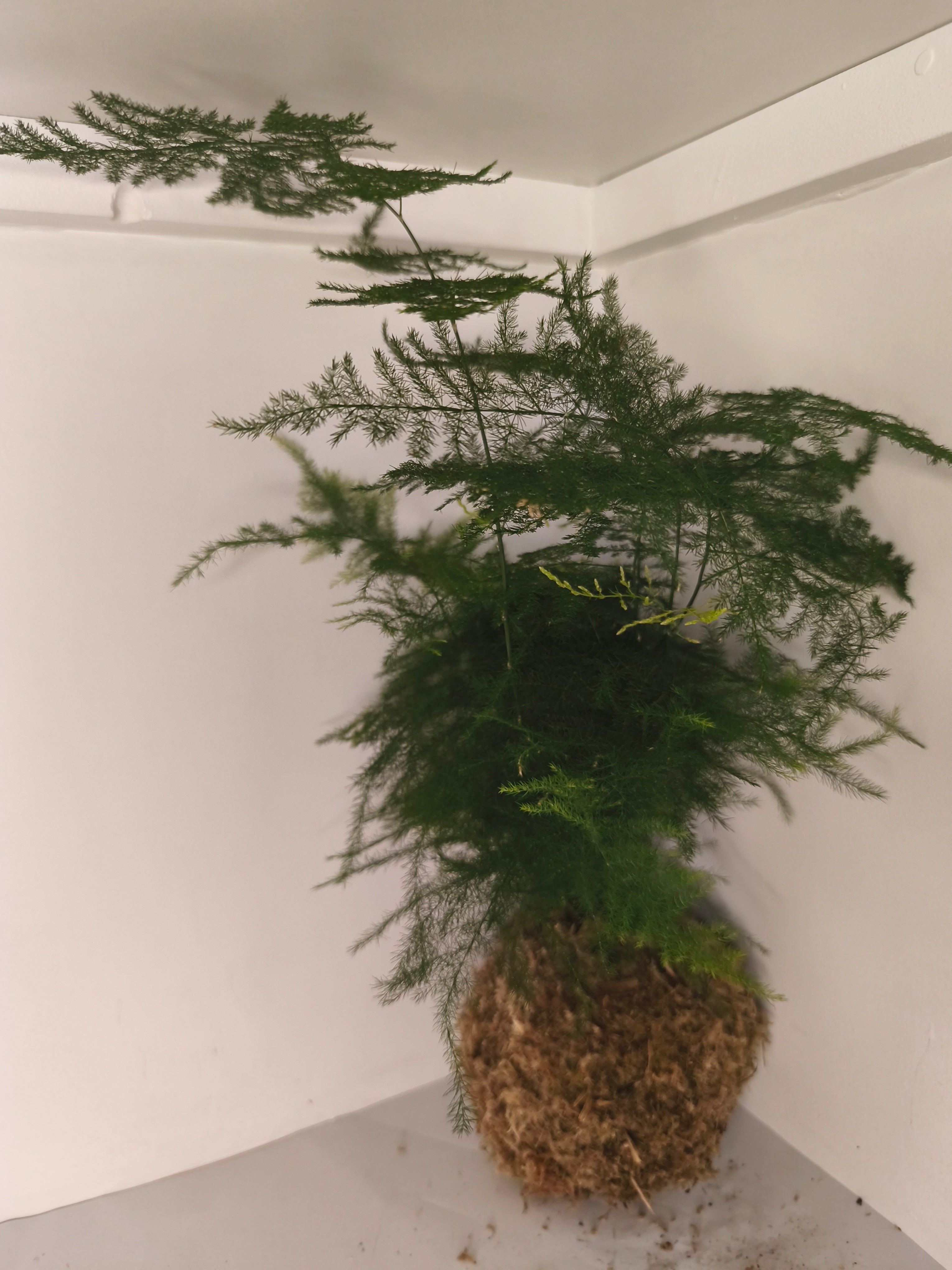 Kokedama #9