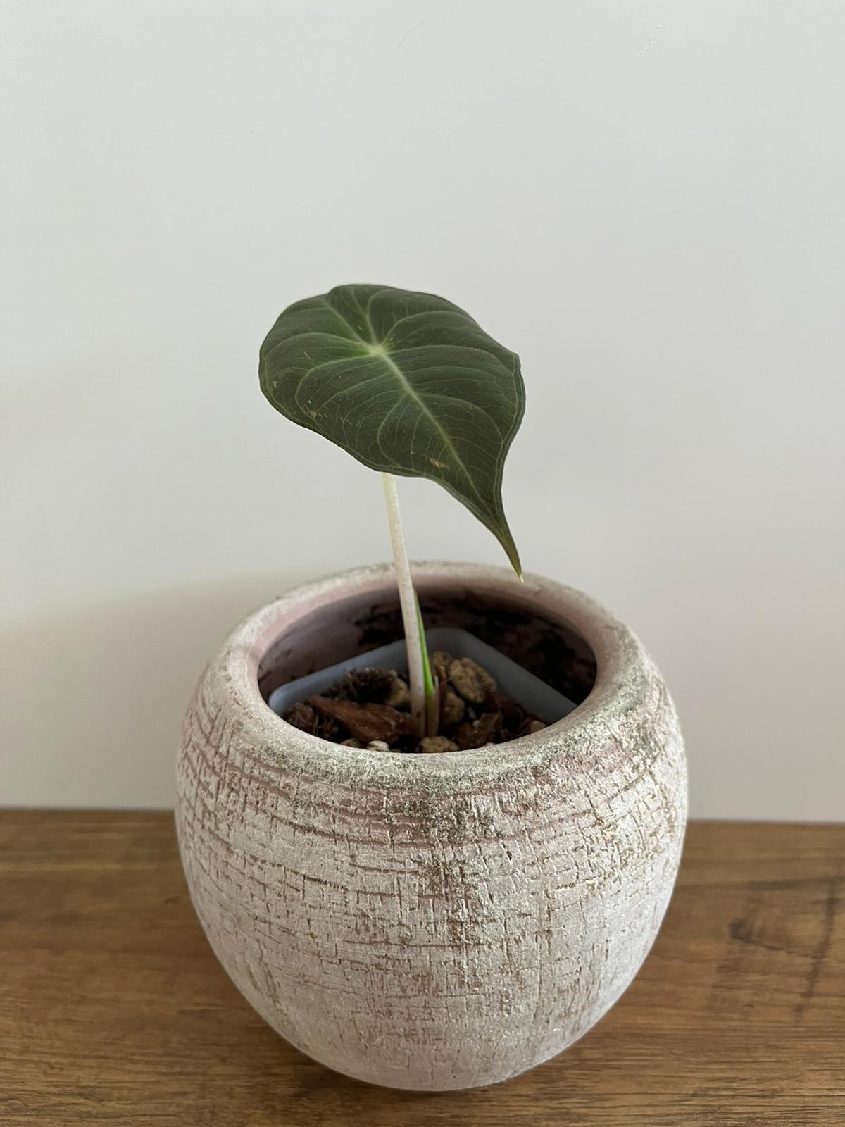 Alocasia Pink Dragon #9