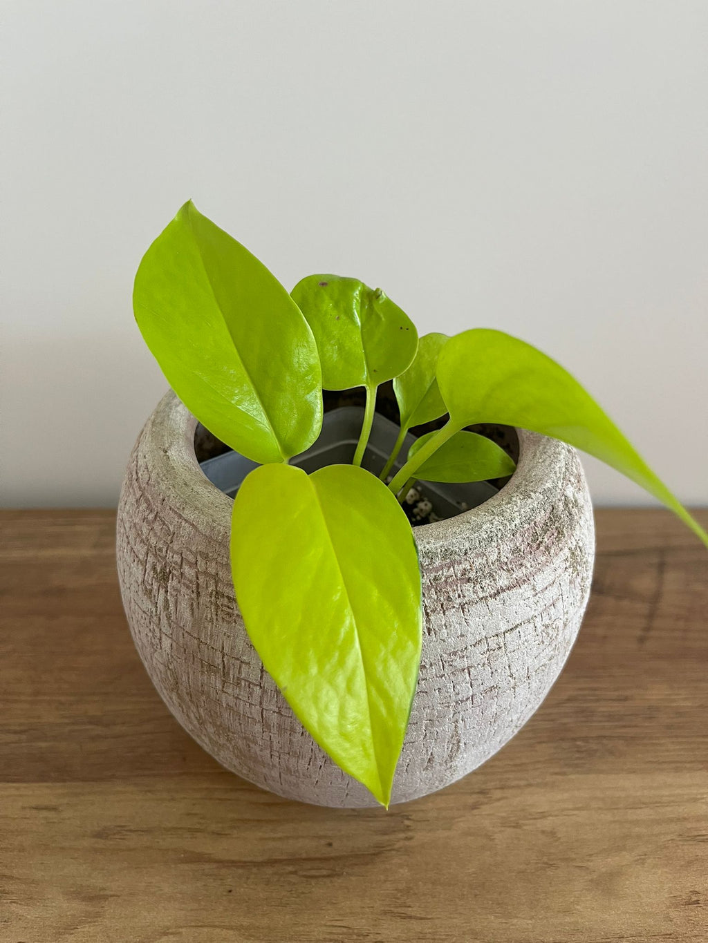 Epipremnum aureum Neon #3