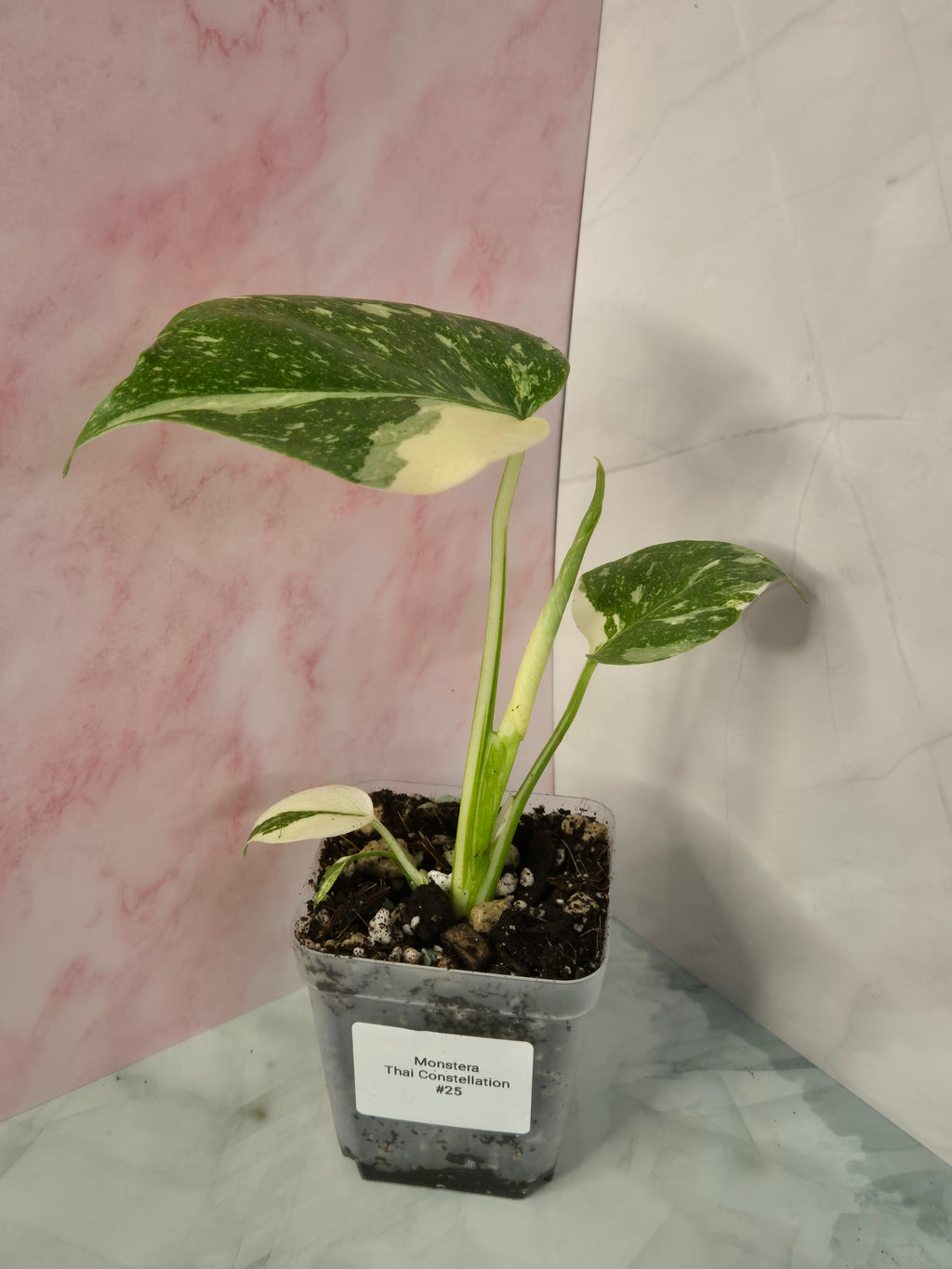 Monstera Thai Constellation #25