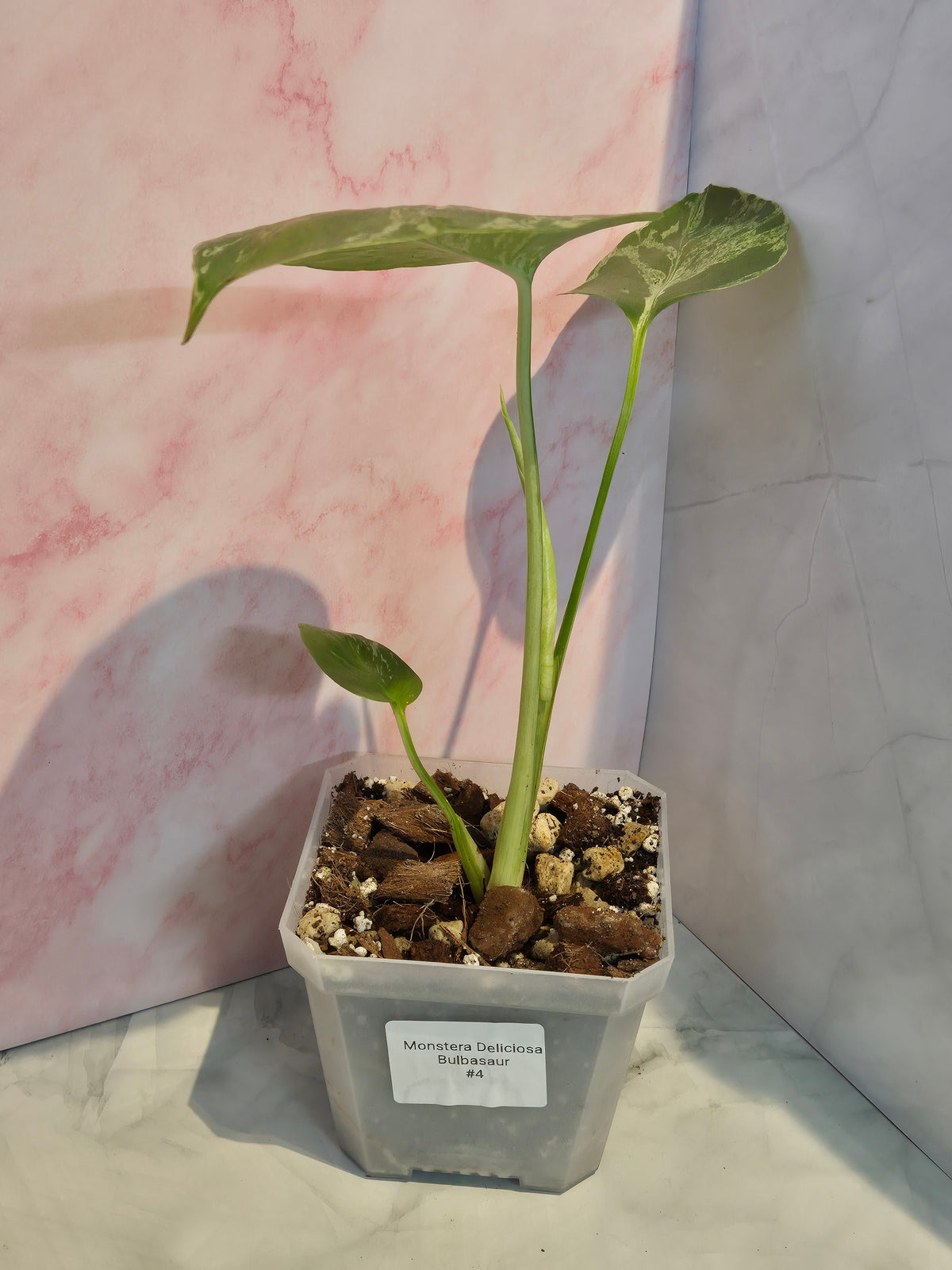 Monstera Deliciosa Bulbasaur #4