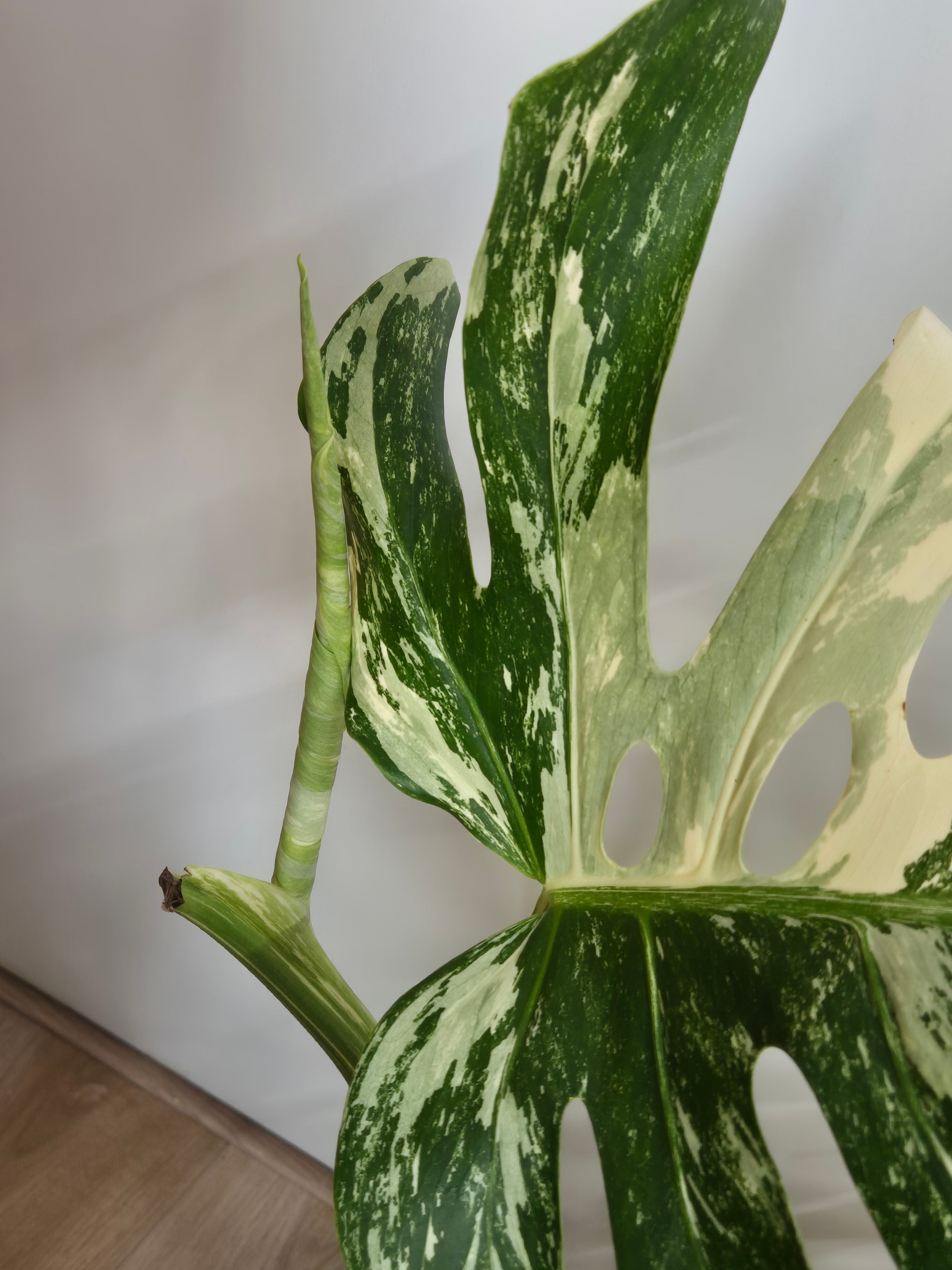 Monstera Thai Constellation #29