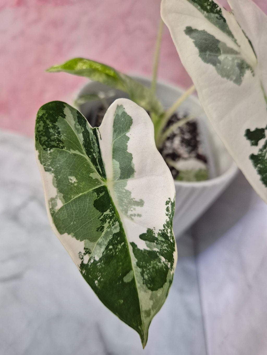 Alocasia Micholitziana Frydek Variegated #8