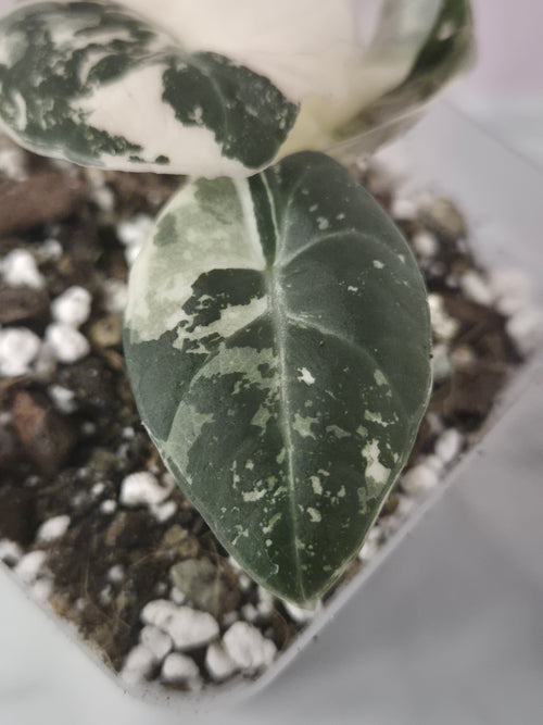 Alocasia Black Velvet Pink Variegata #1