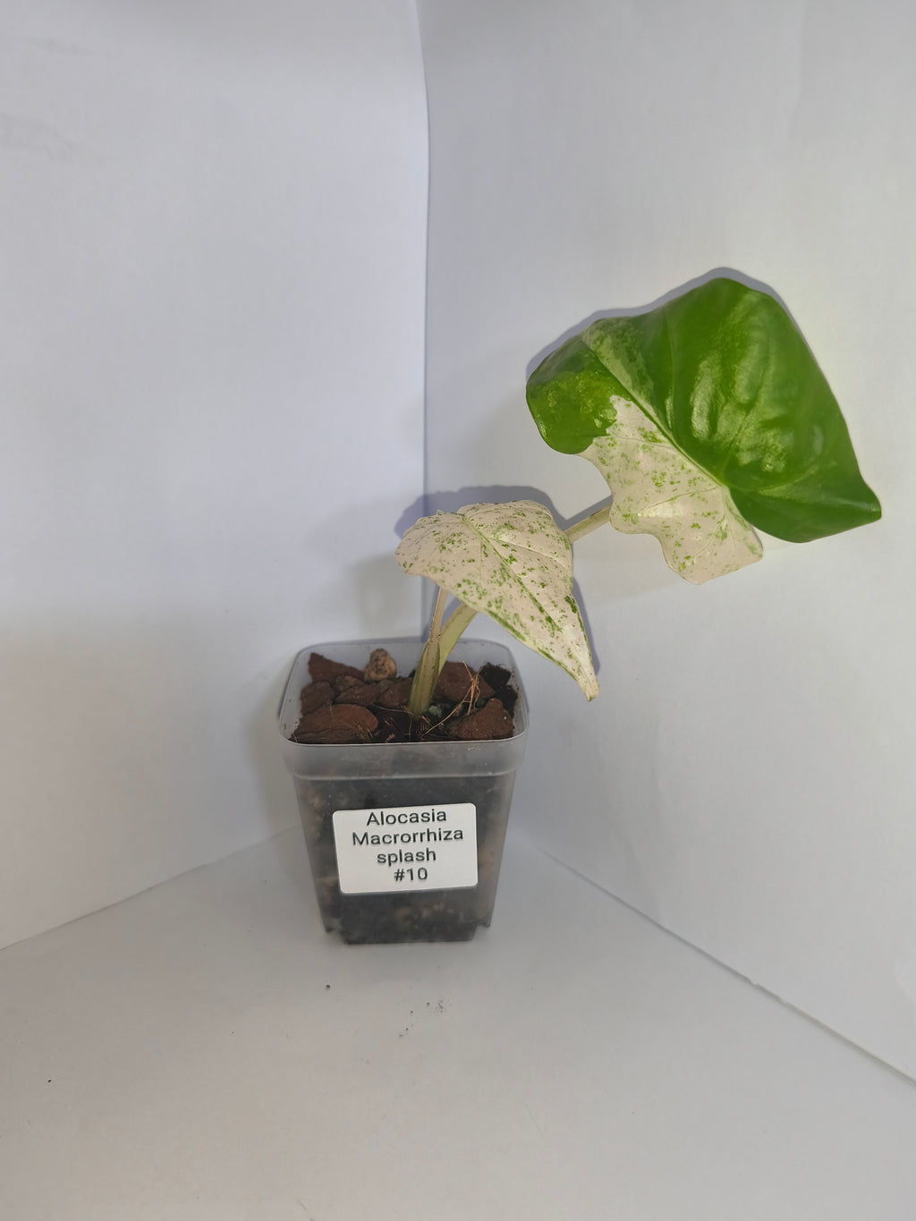 Alocasia Macrorrhiza splash #10
