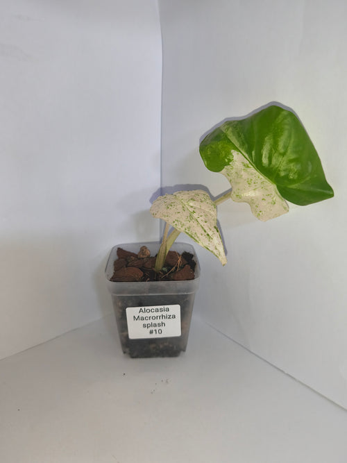 Alocasia Macrorrhiza splash #10