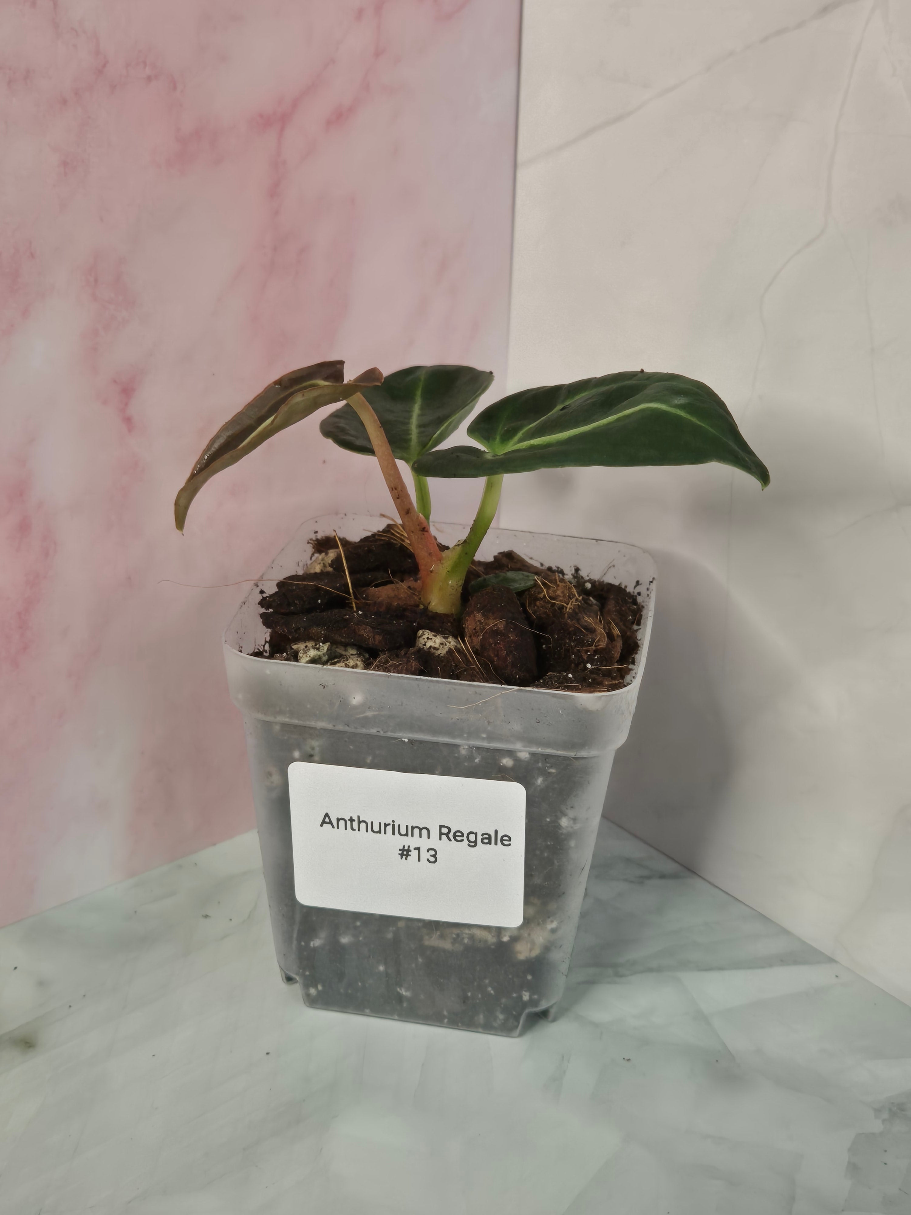 Anthurium Regale #13