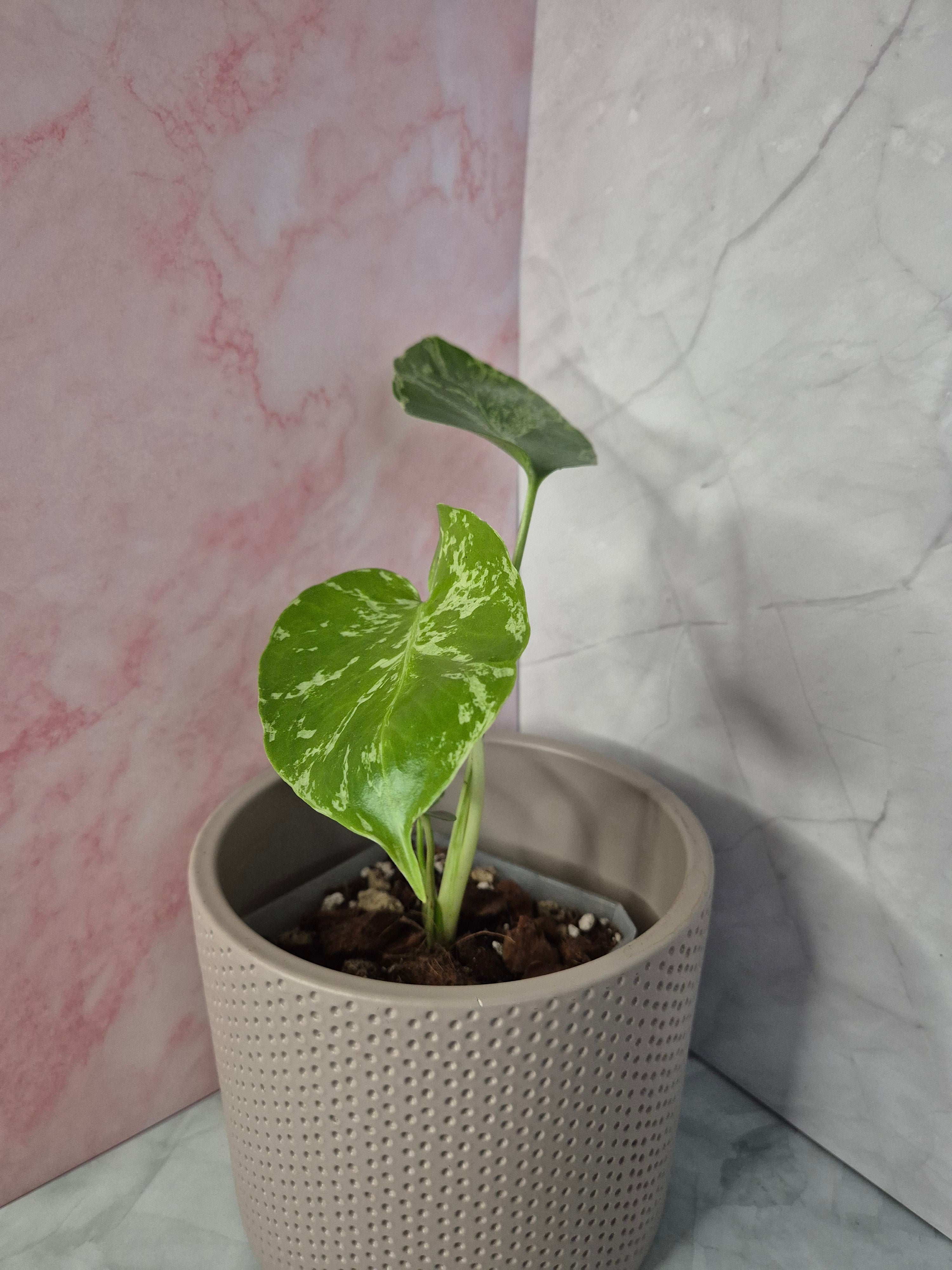 Monstera Deliciosa Bulbasaur #4