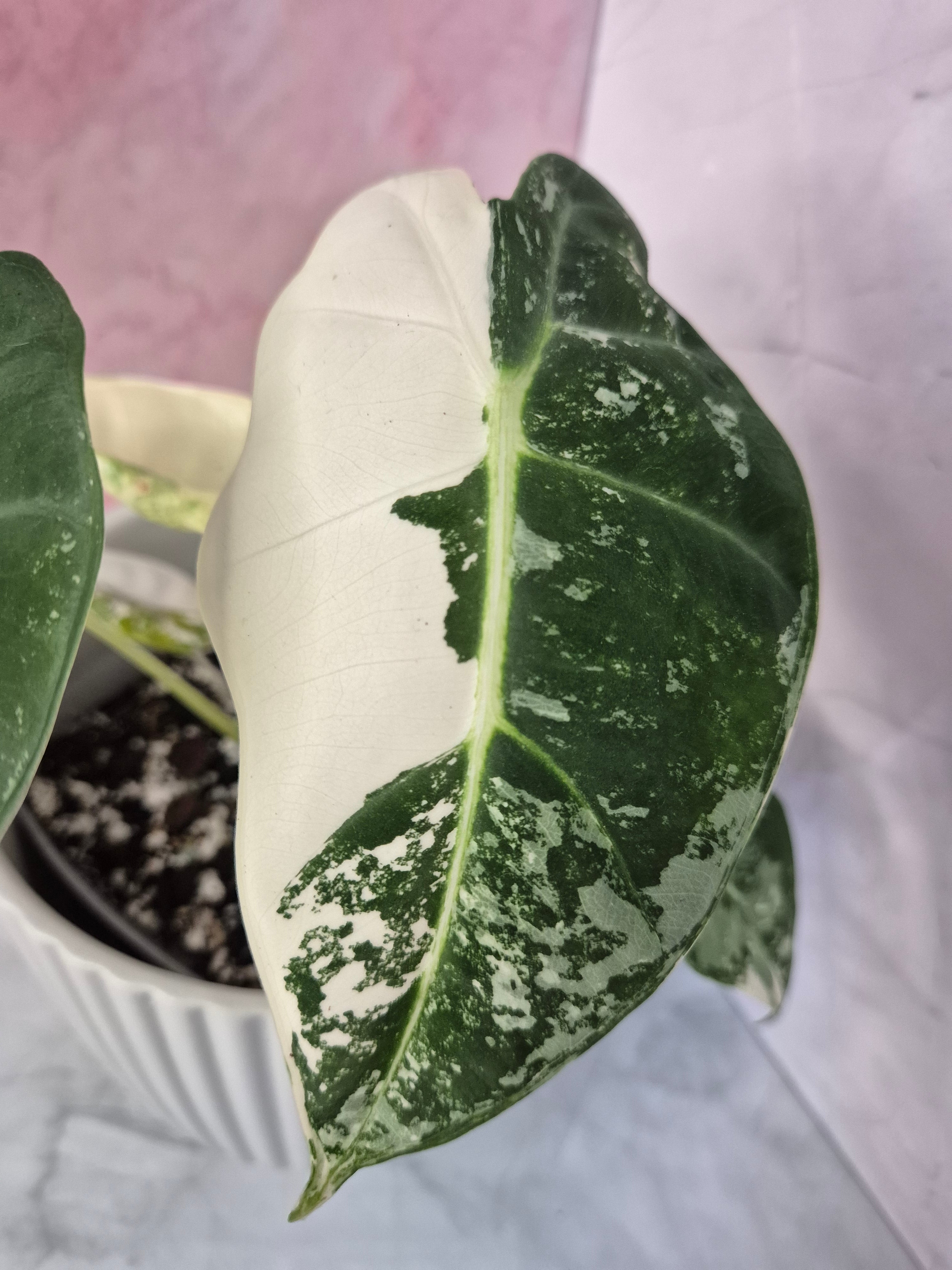 Alocasia Micholitziana Frydek Variegated #5