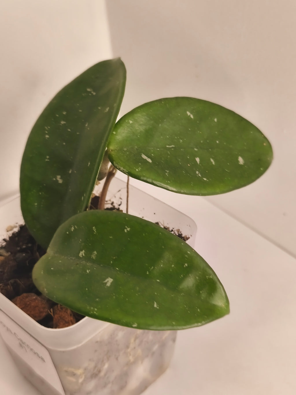 Hoya Carnosa #1