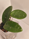 Hoya Carnosa #1