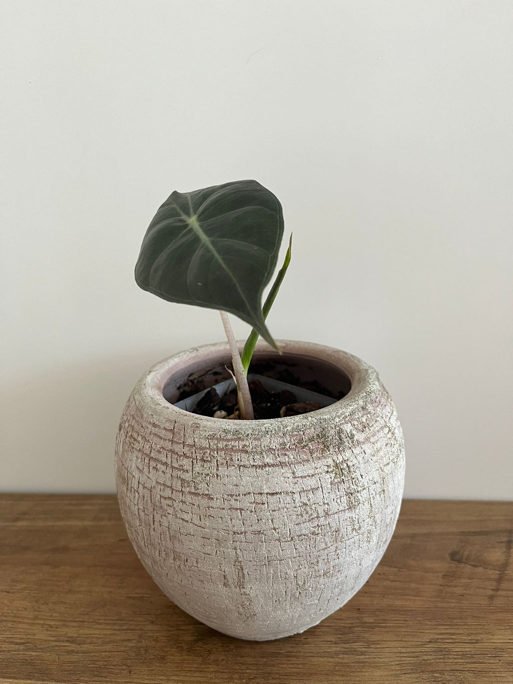 Alocasia Pink Dragon #3