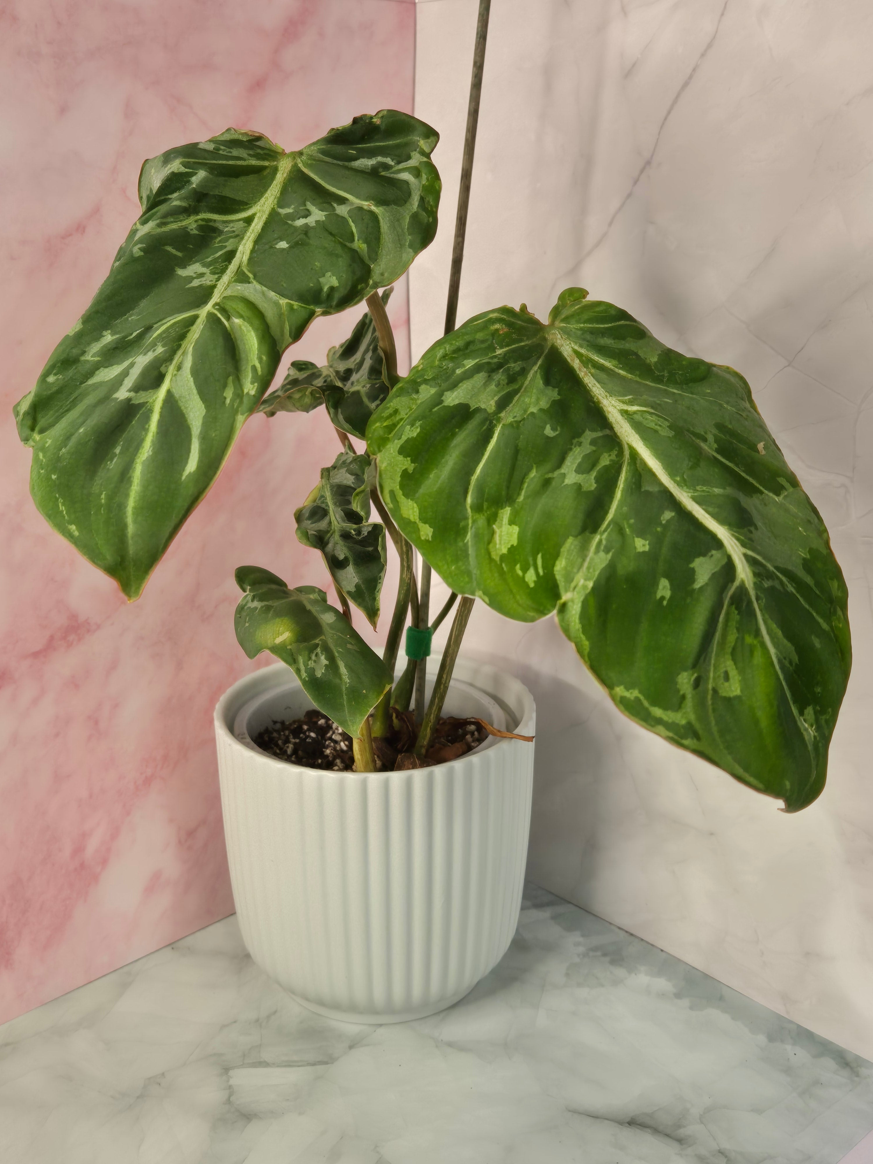 Philodendron Gloriosum Snow Leopard #2