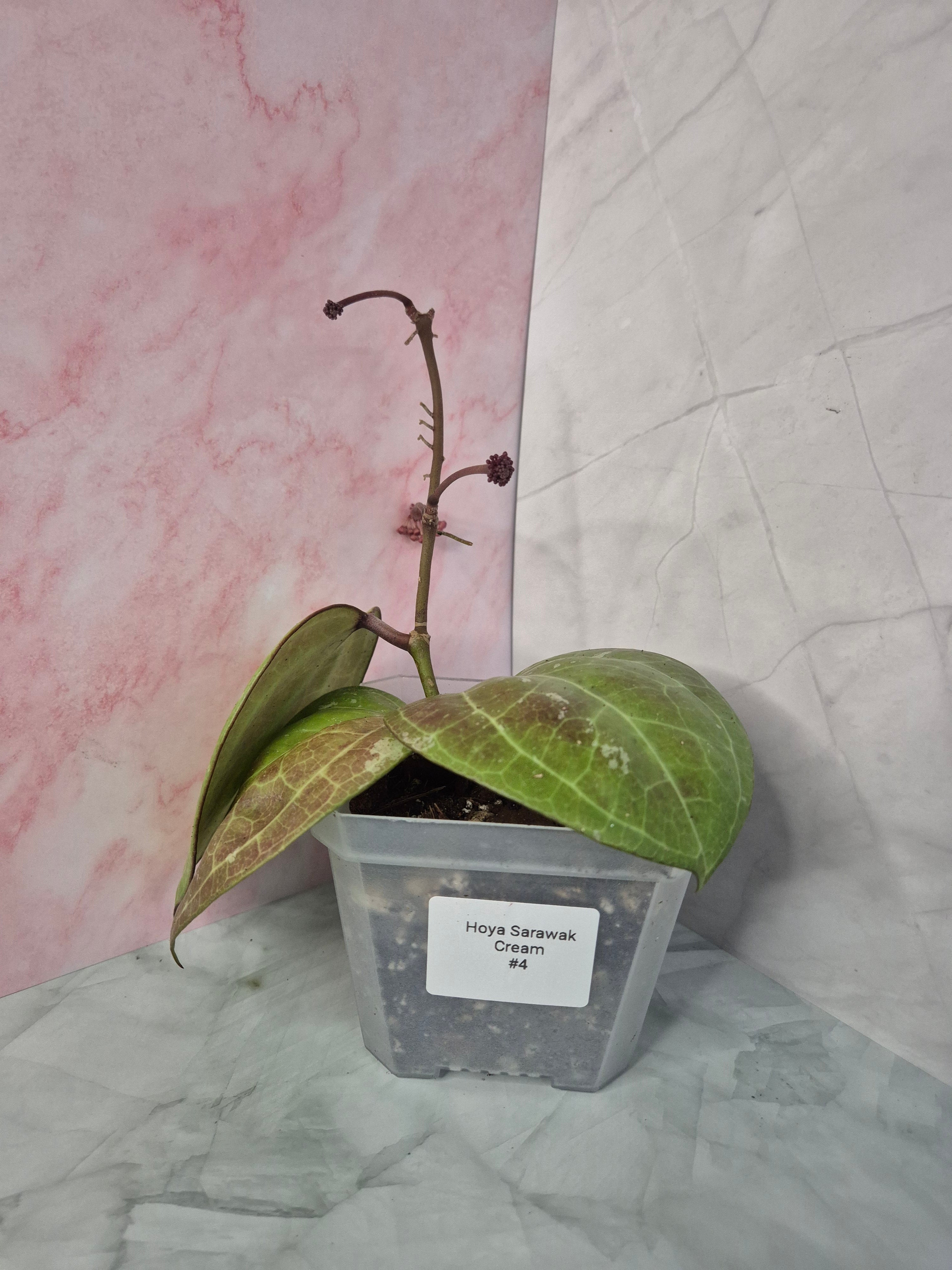 Hoya Sarawak Cream #4