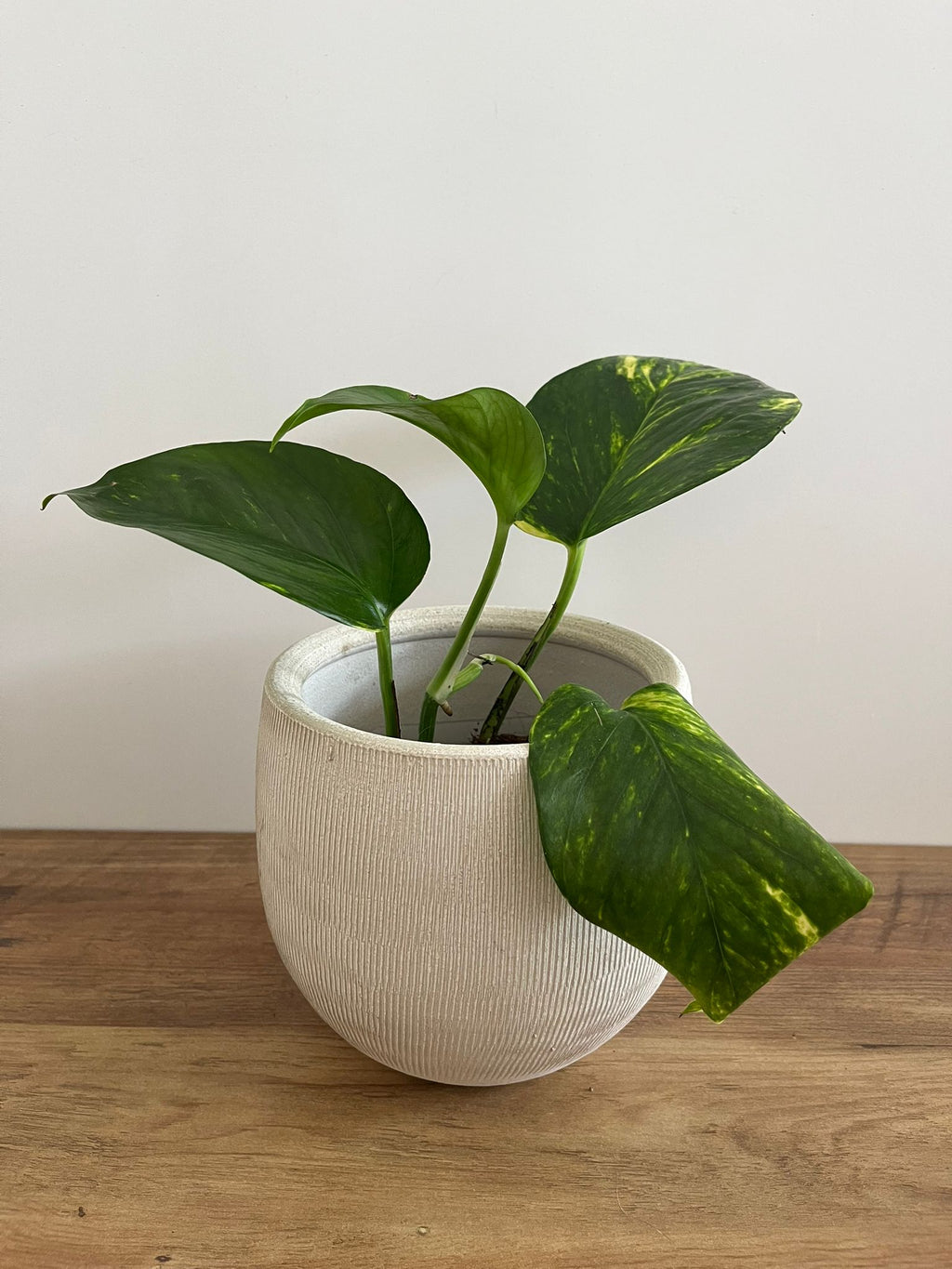 Epipremnum aureum #4