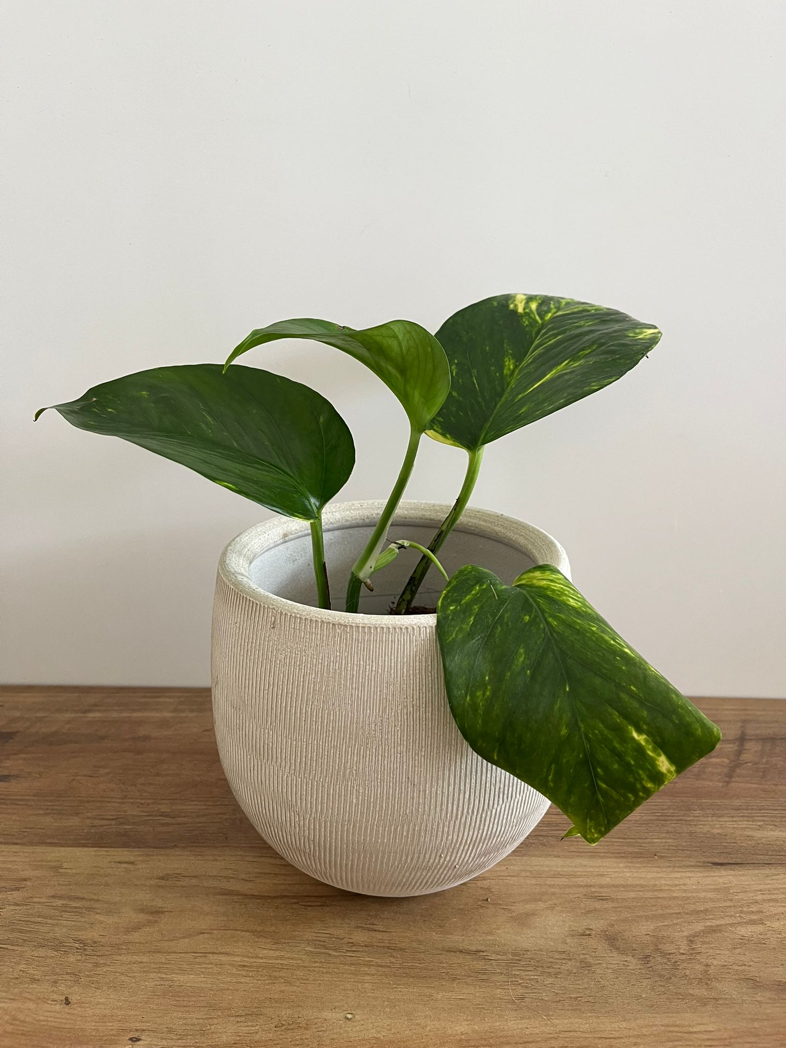 Epipremnum aureum #4