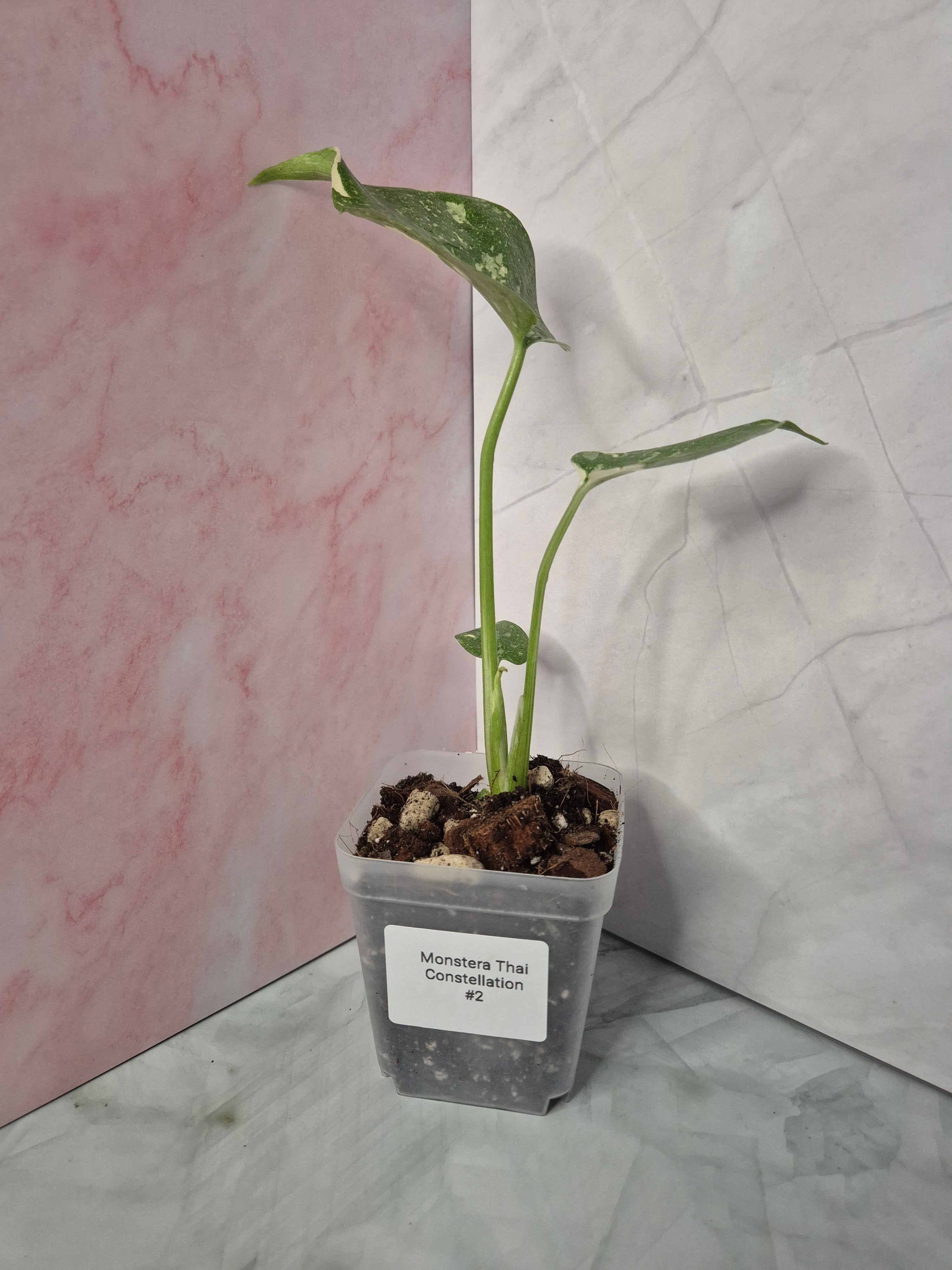 Monstera Thai Constellation #2