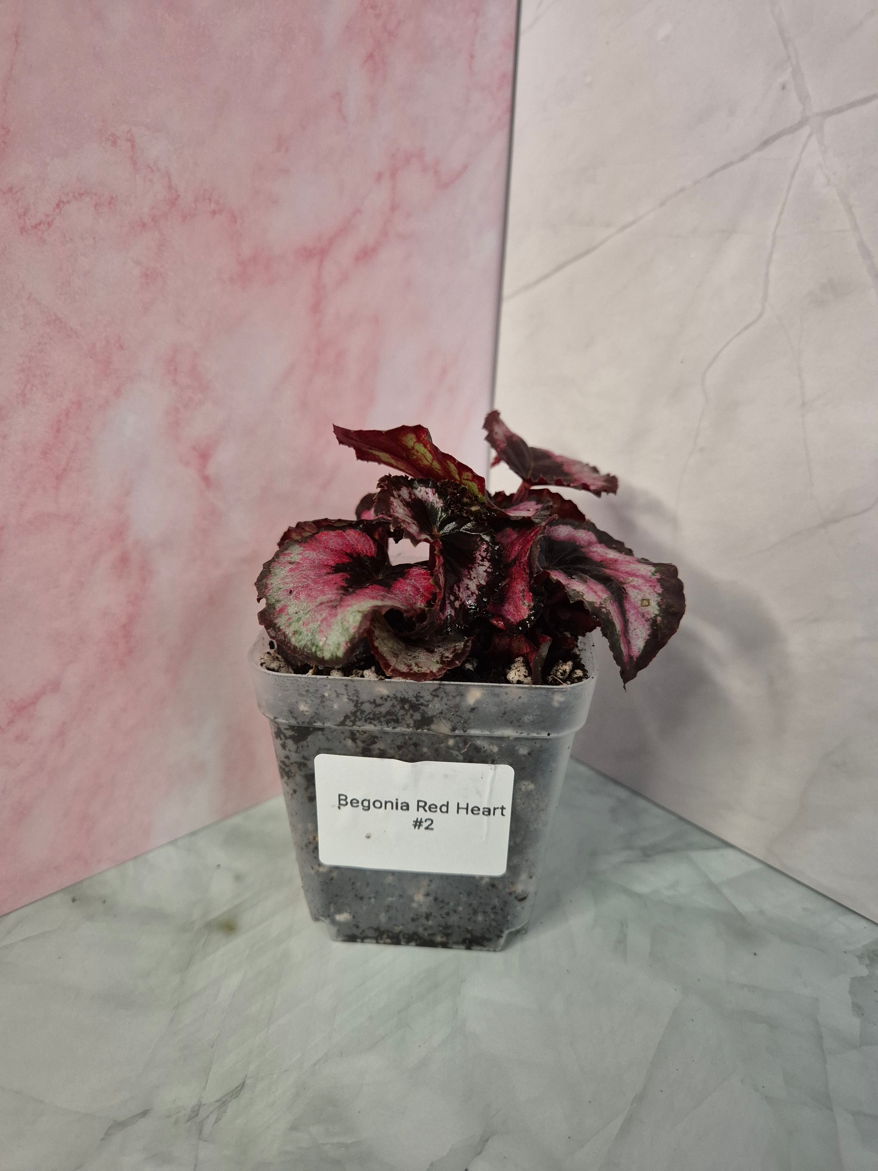 Begonia Red Heart #2
