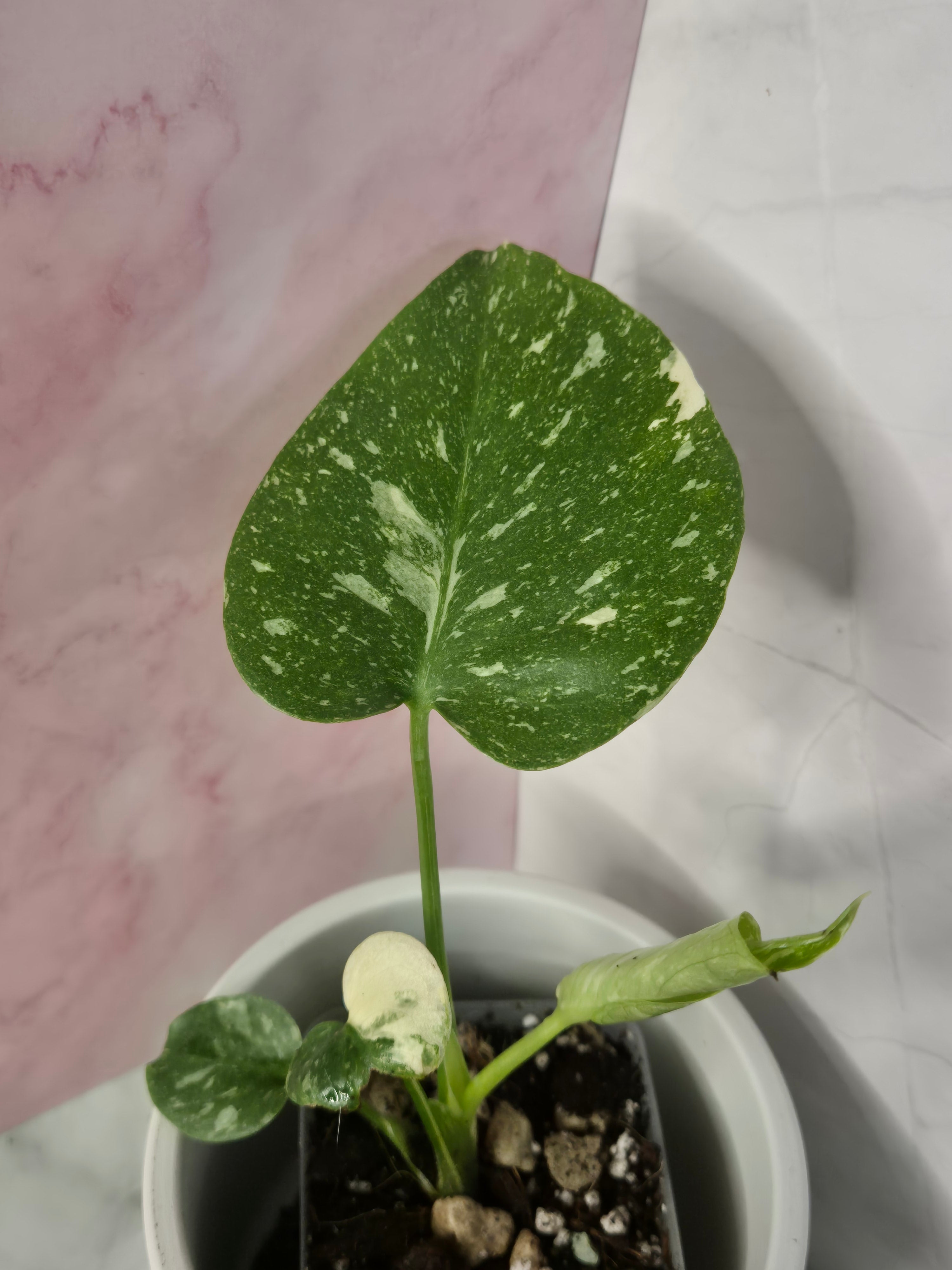 Monstera Thai Constellation #24