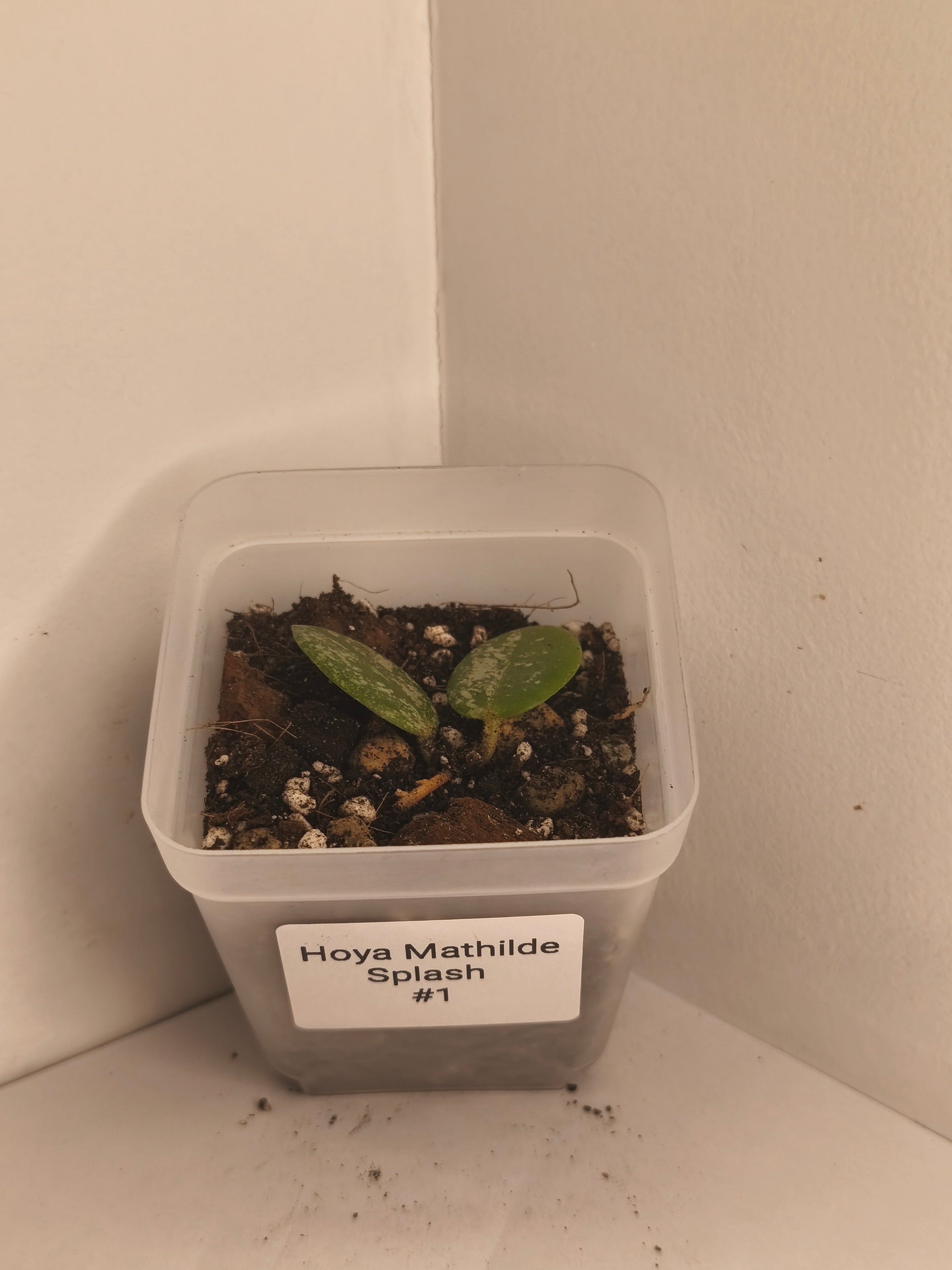 Hoya Mathilde Splash #1