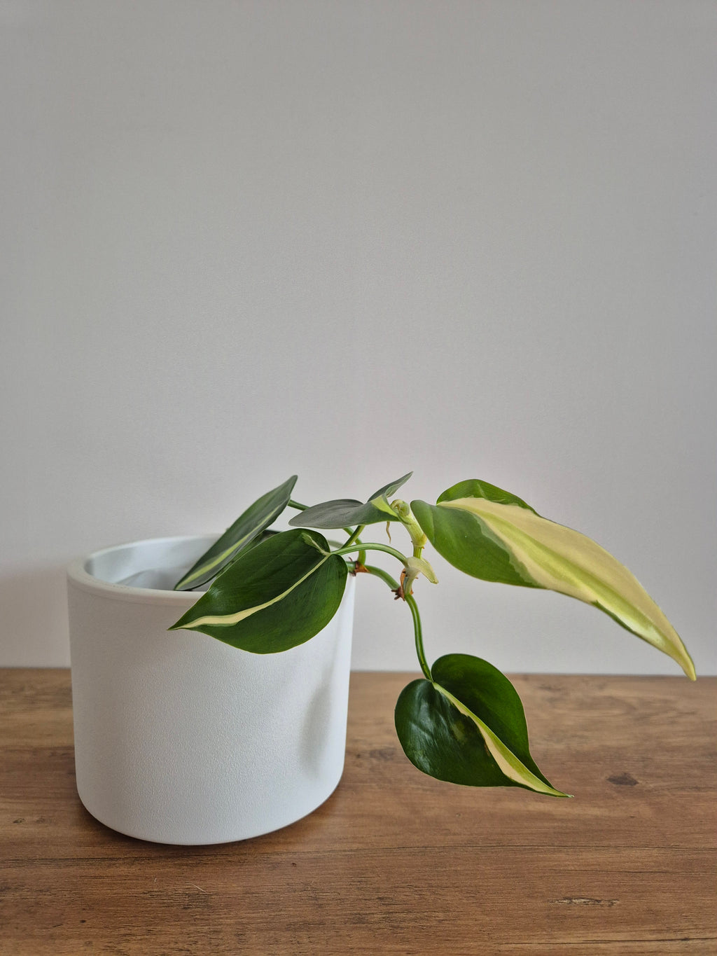 Philodendron Brasil Silver Stripe #4