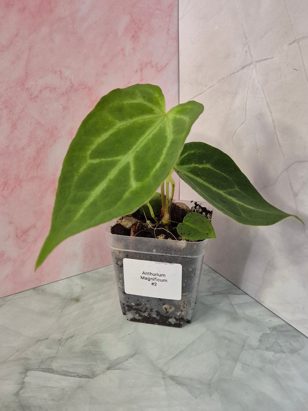 Anthurium Magnificum #2