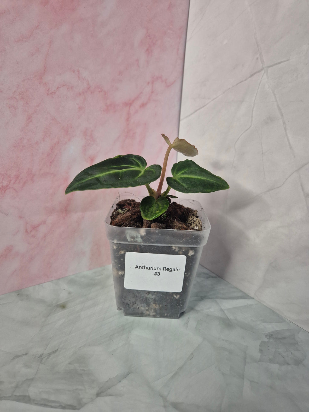 Anthurium Regale #3