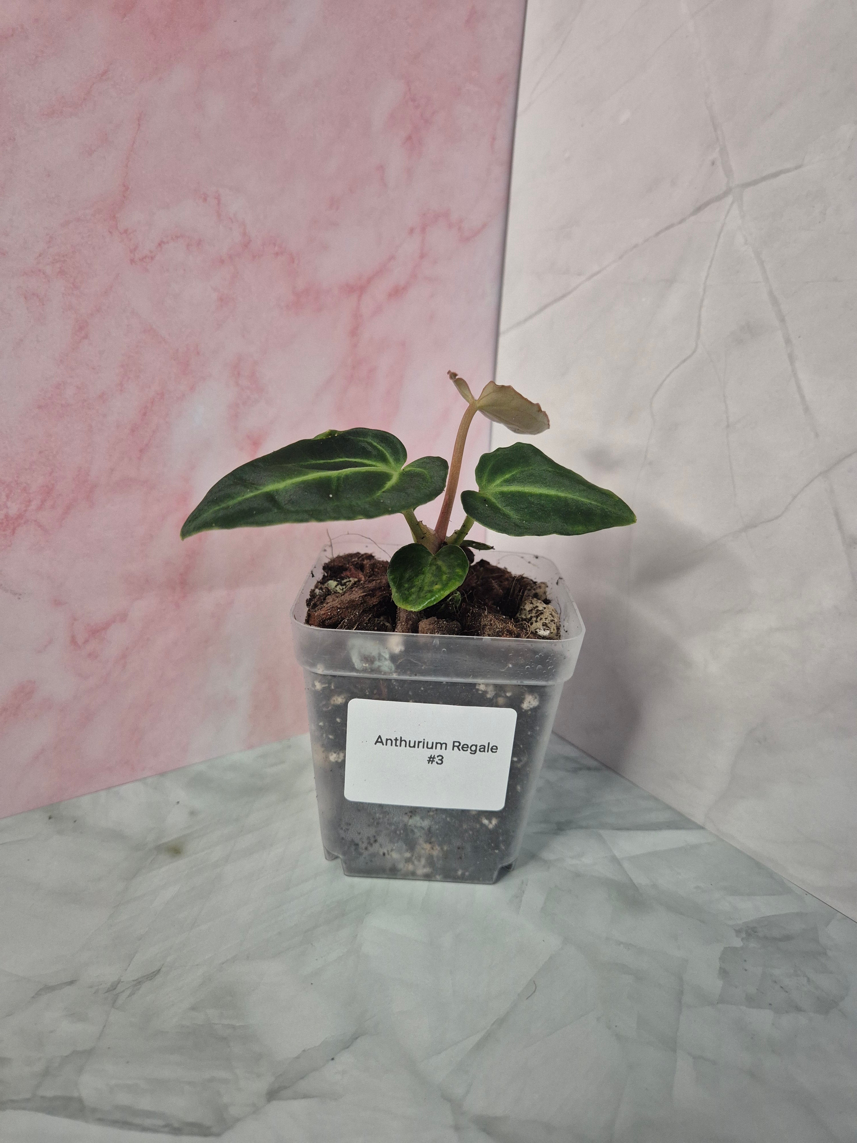 Anthurium Regale #3