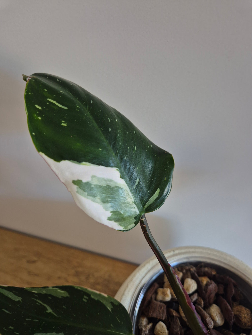 Philodendron White Princess #6