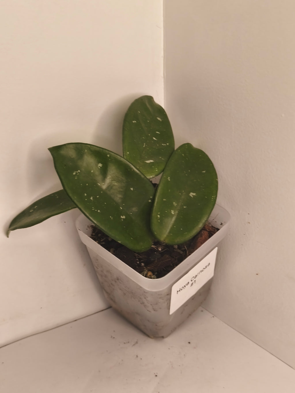 Hoya Carnosa #1