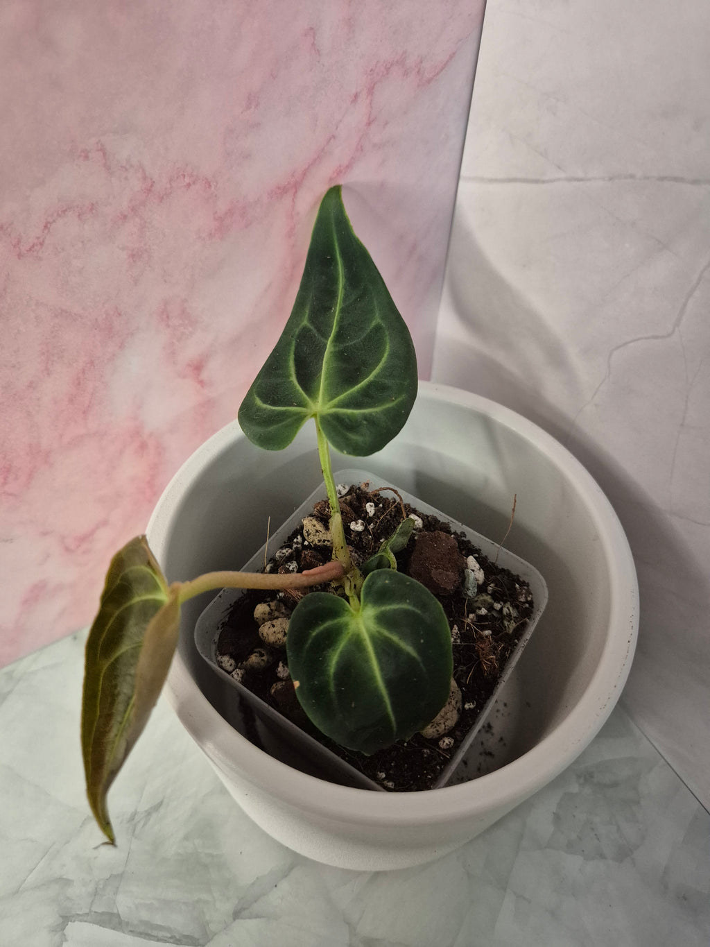 Anthurium Regale #4