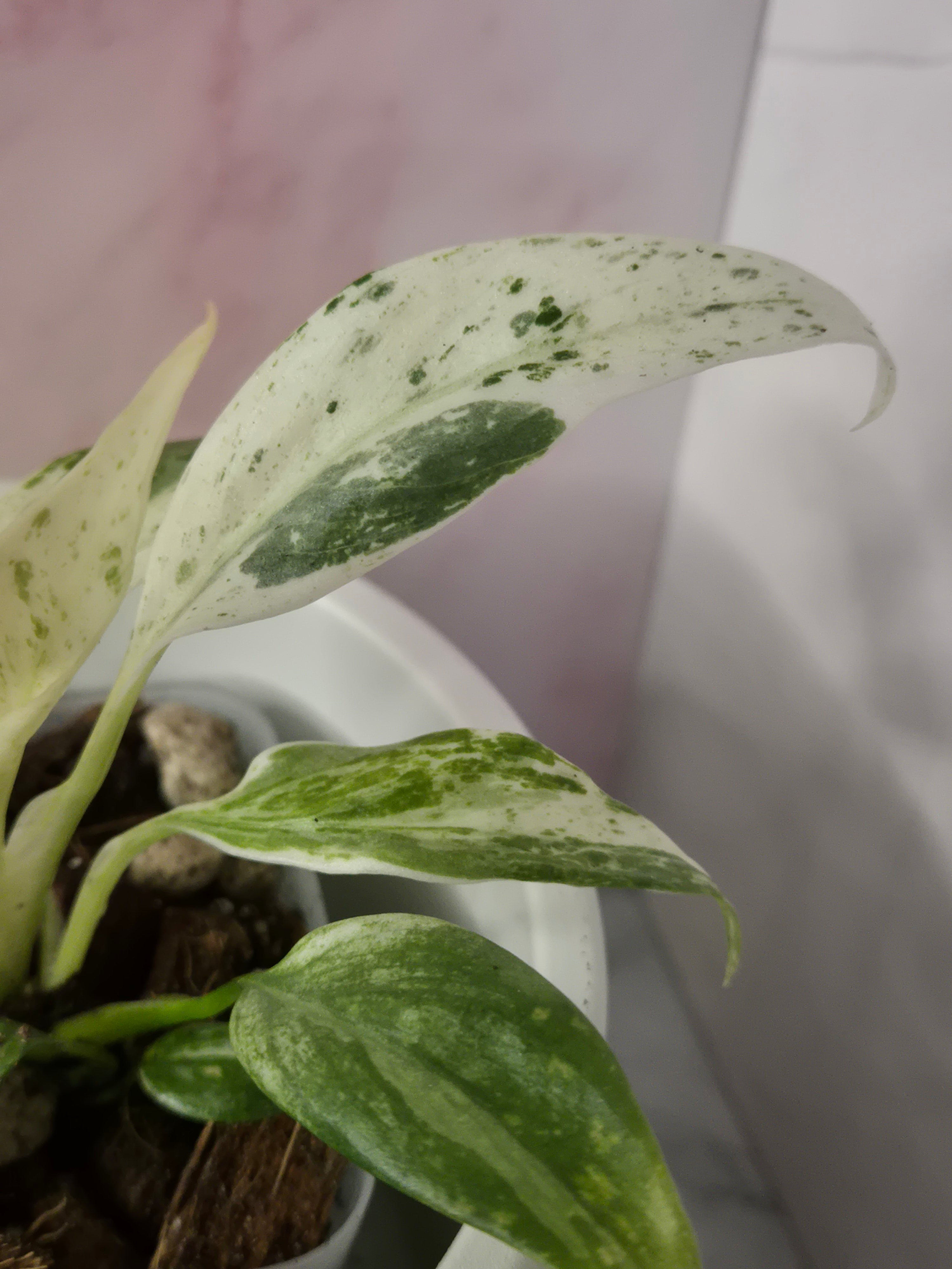 Rhaphidophora Puberula Variegata #13