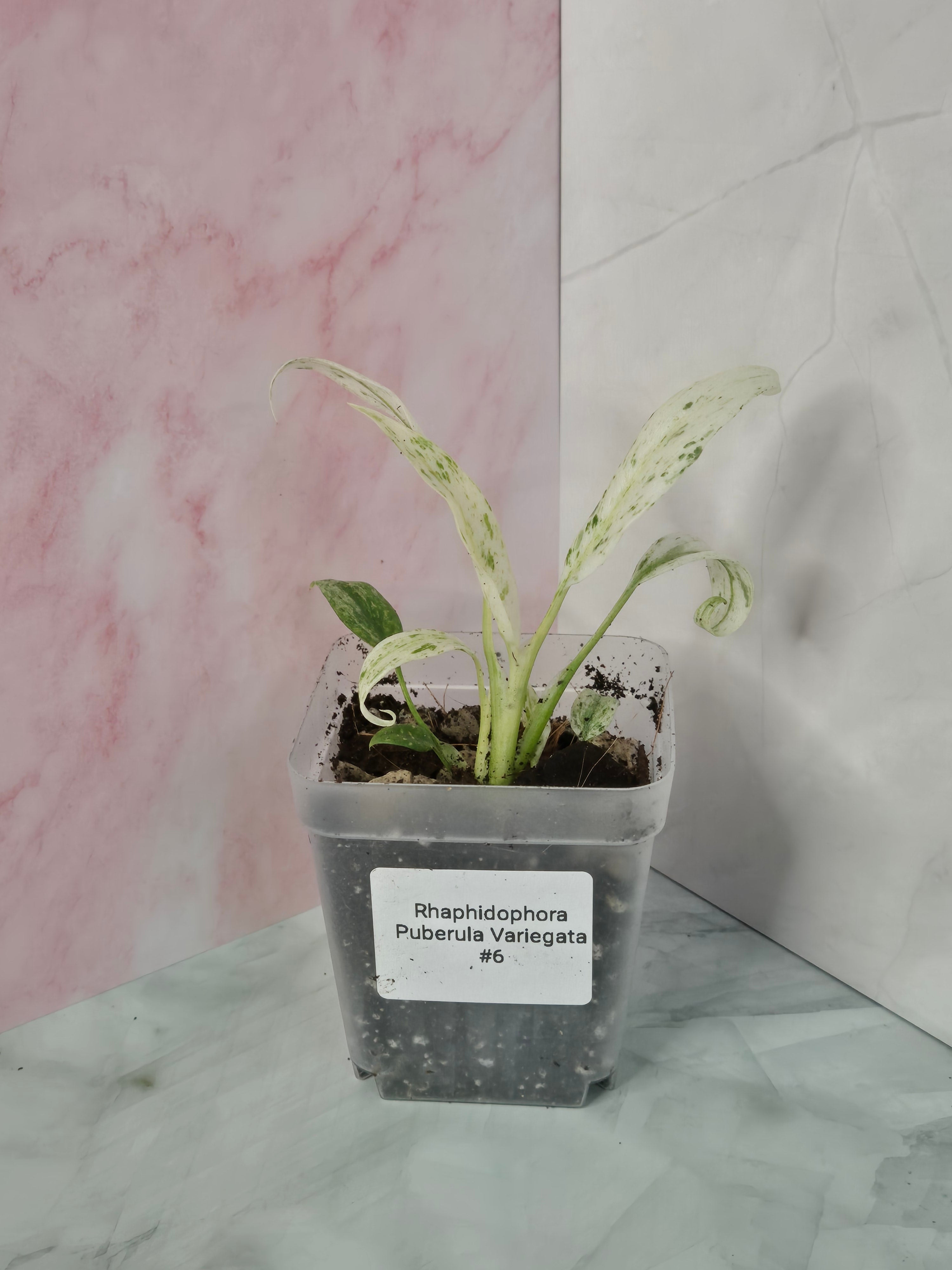 Rhaphidophora Puberula Variegata #6